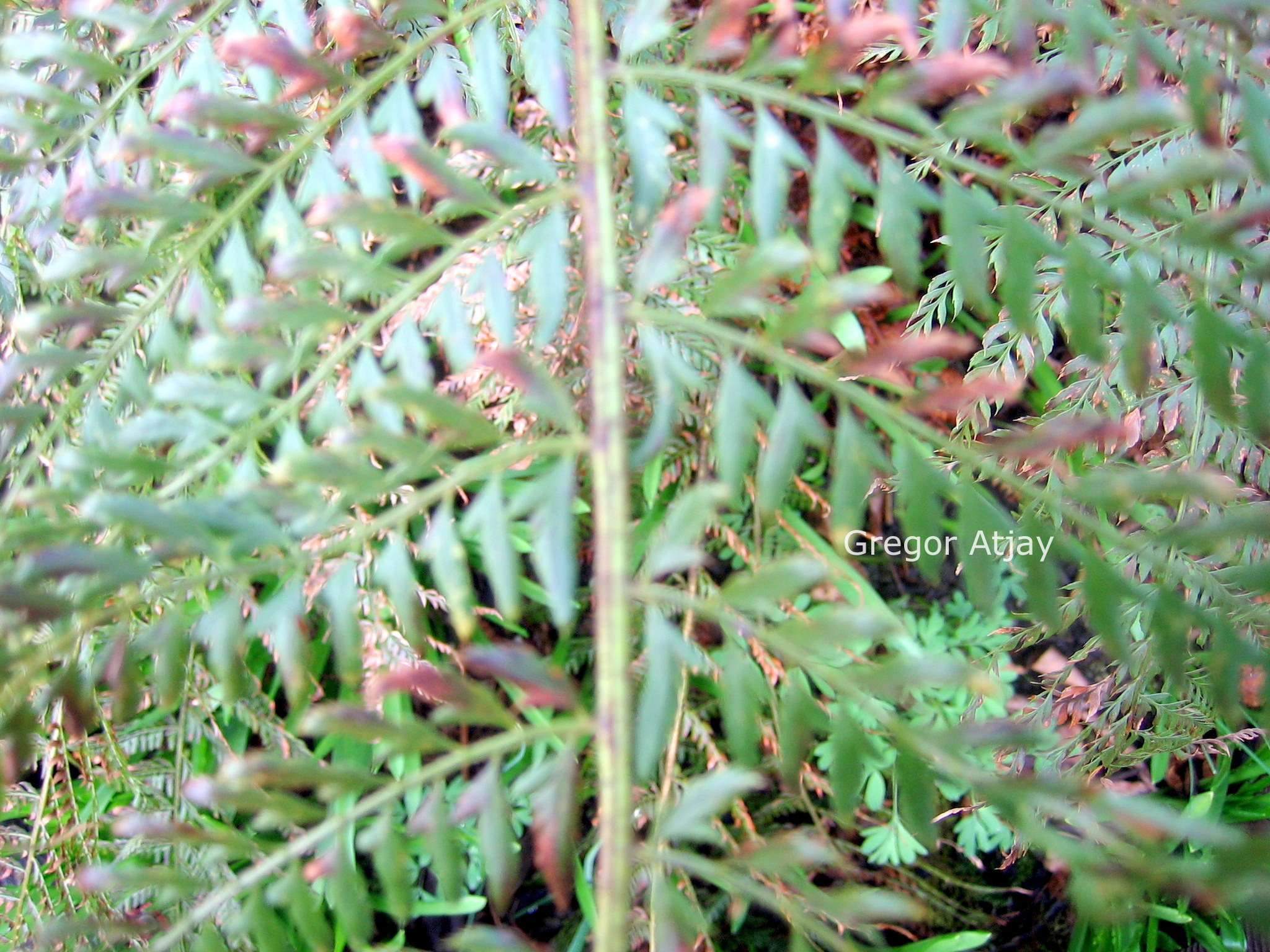 Polystichum setiferum 'Pulcherrimum Bevis'