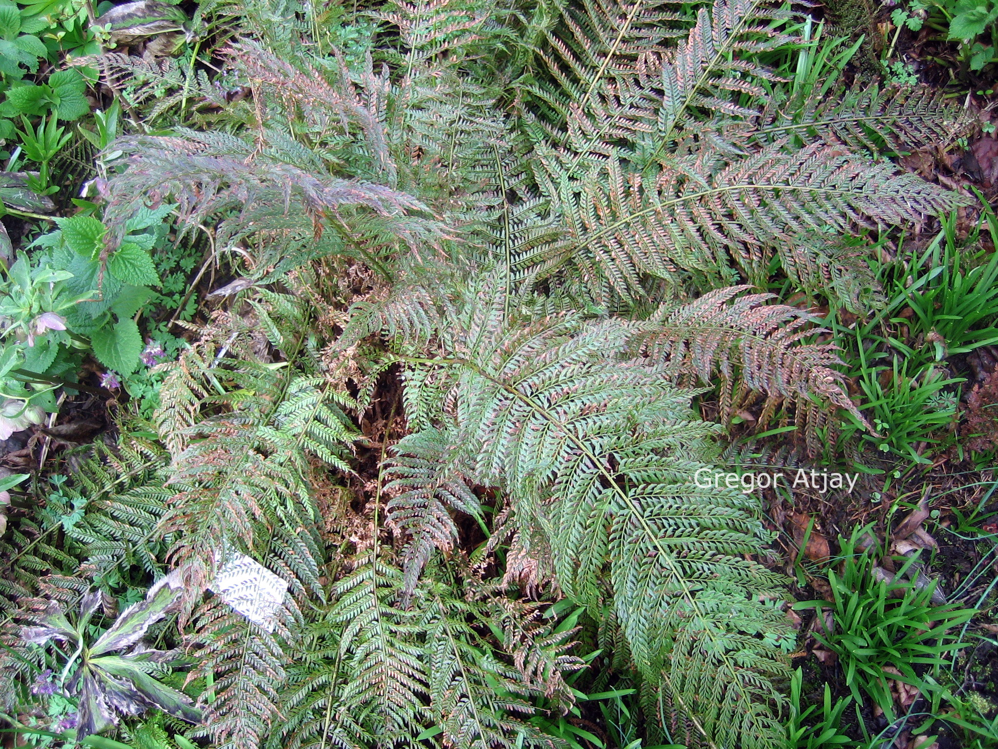 Polystichum setiferum 'Pulcherrimum Bevis'