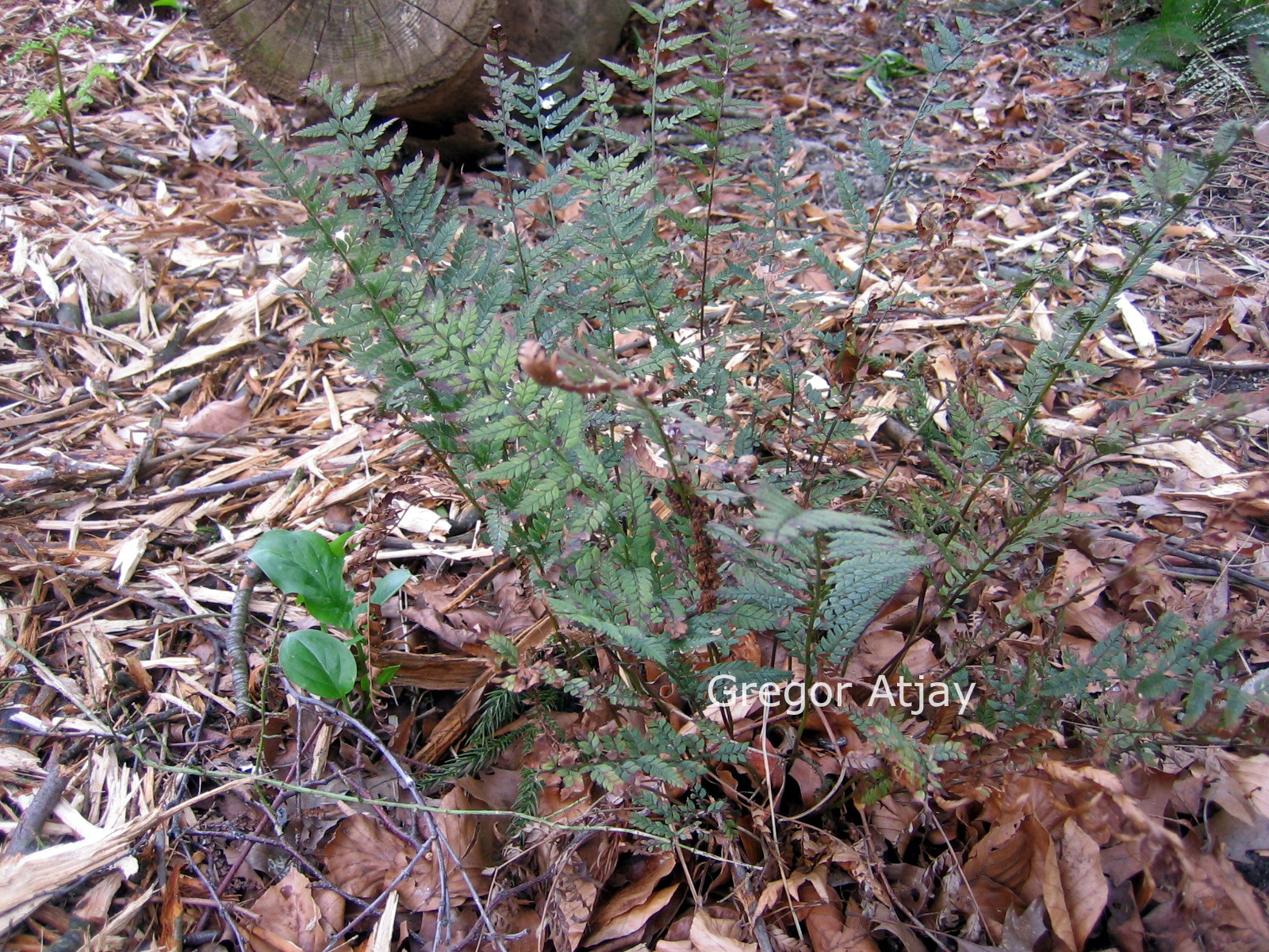 Polystichum tsus-simense