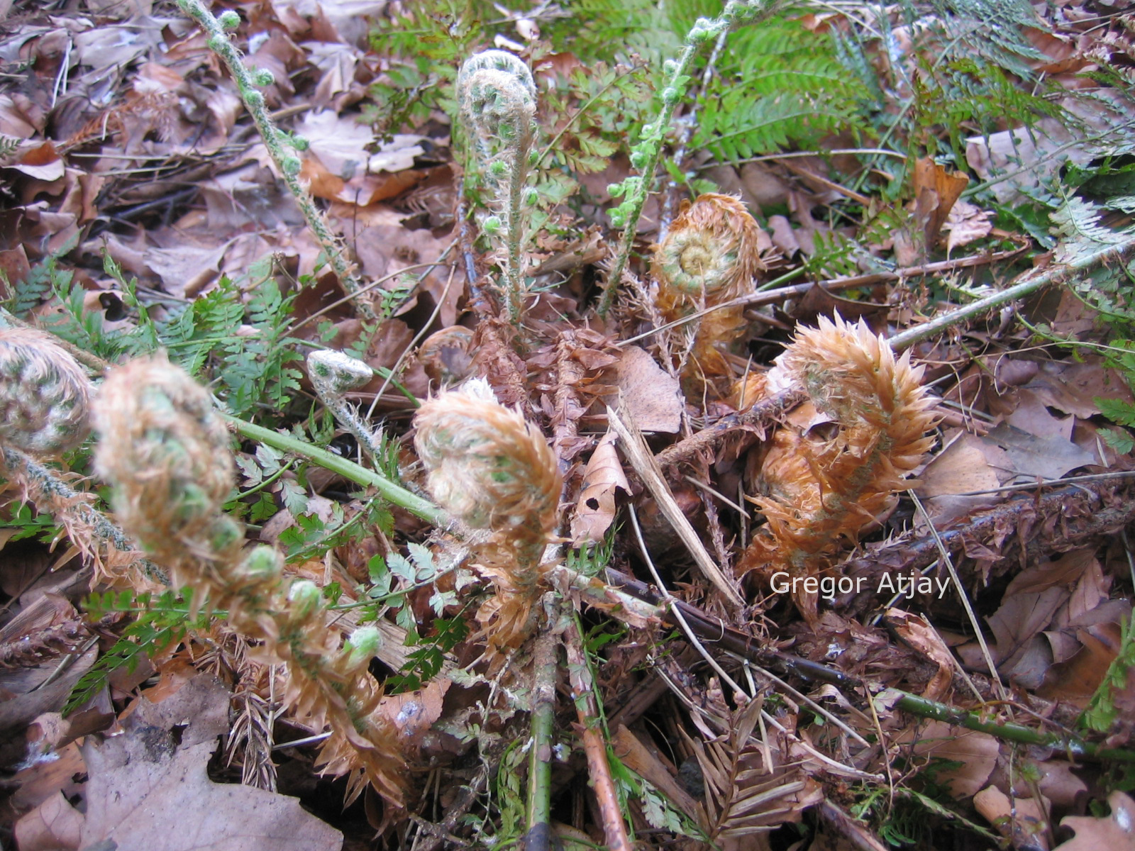 Polystichum tsus-simense