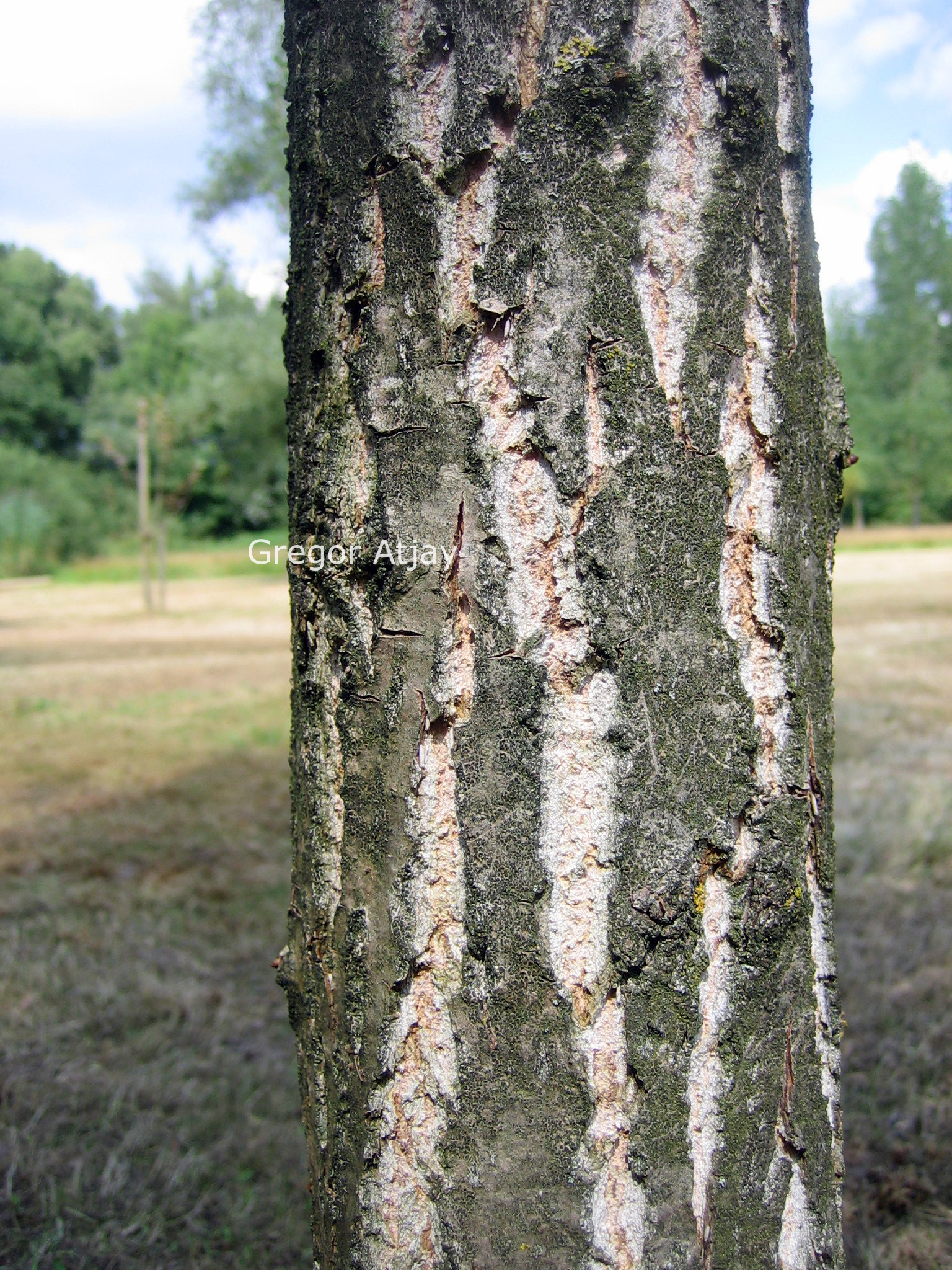 Populus nigra 'Vereecken'
