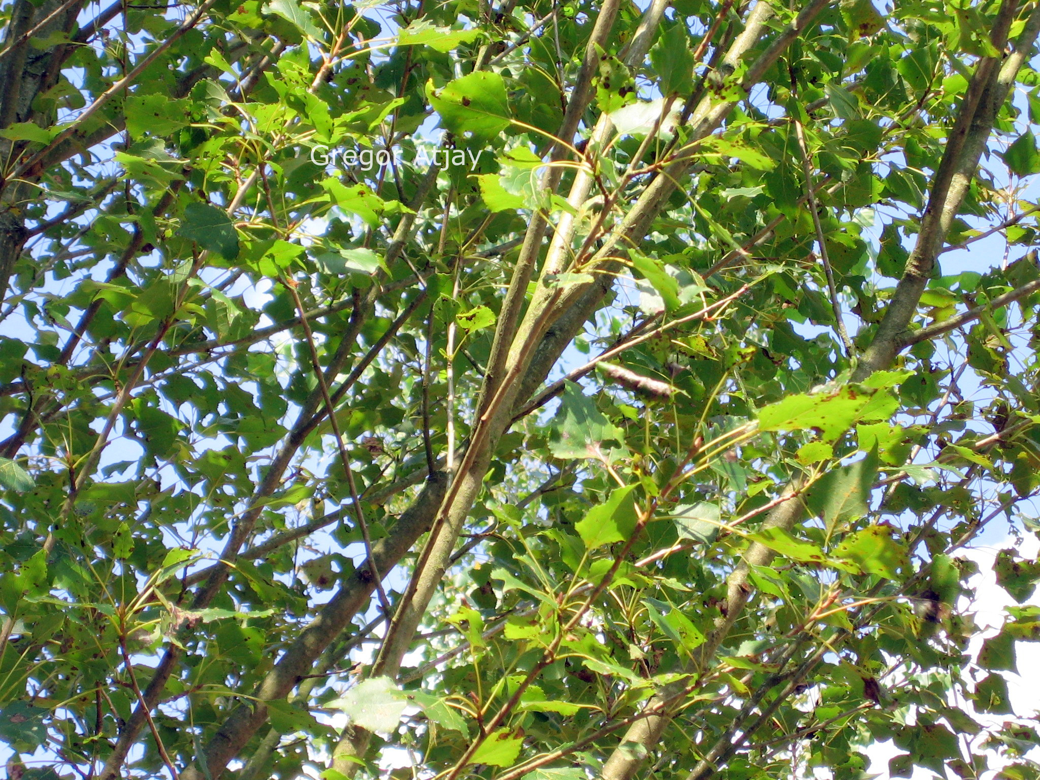 Populus nigra 'Vereecken'