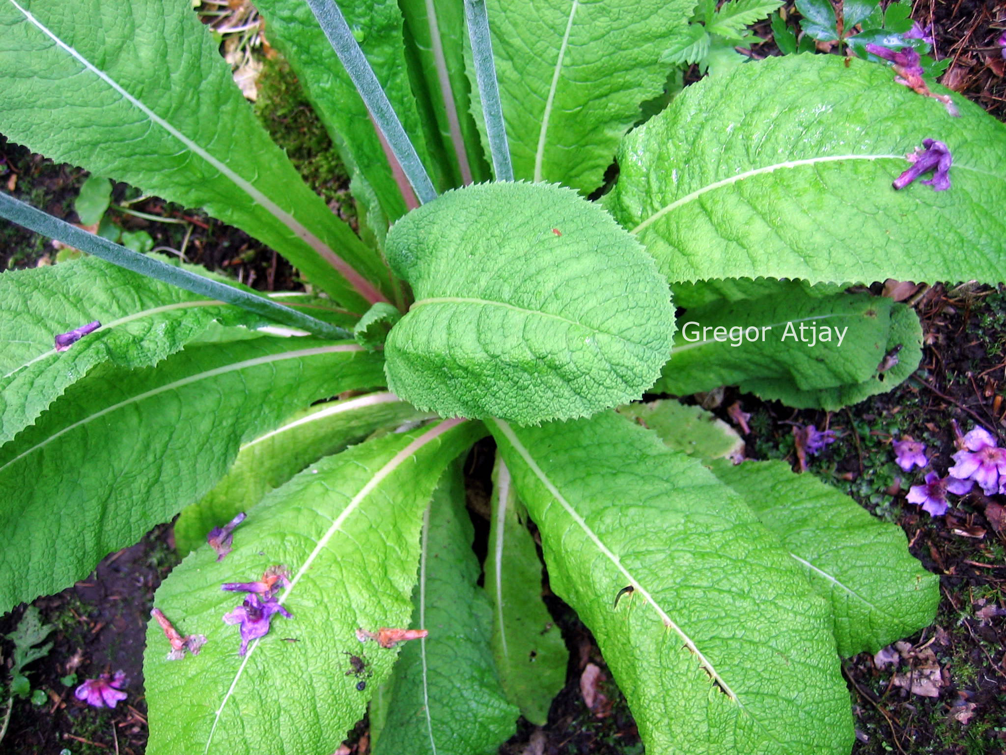 Primula denticulata 'Cashemeriana'