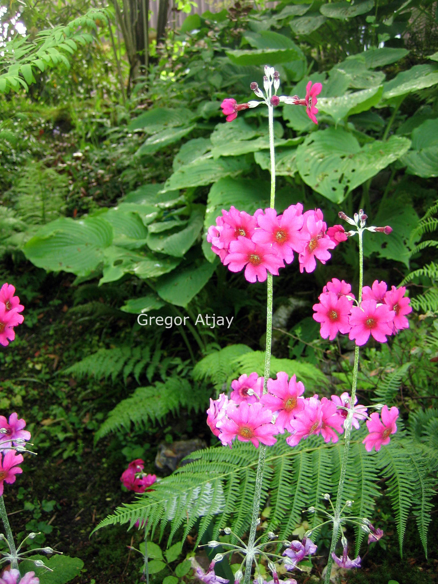 Primula denticulata 'Cashemeriana'