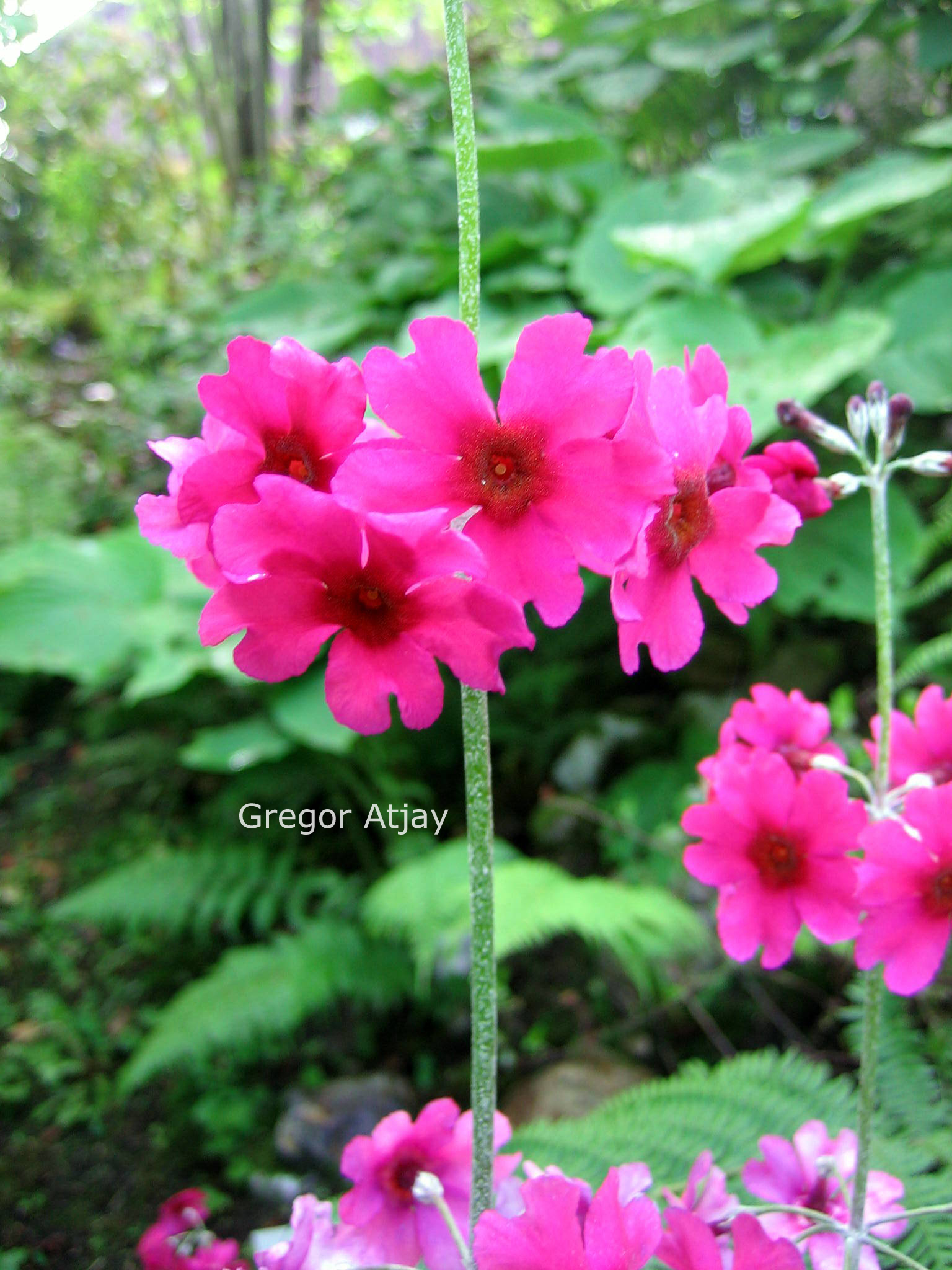 Primula denticulata 'Cashemeriana'