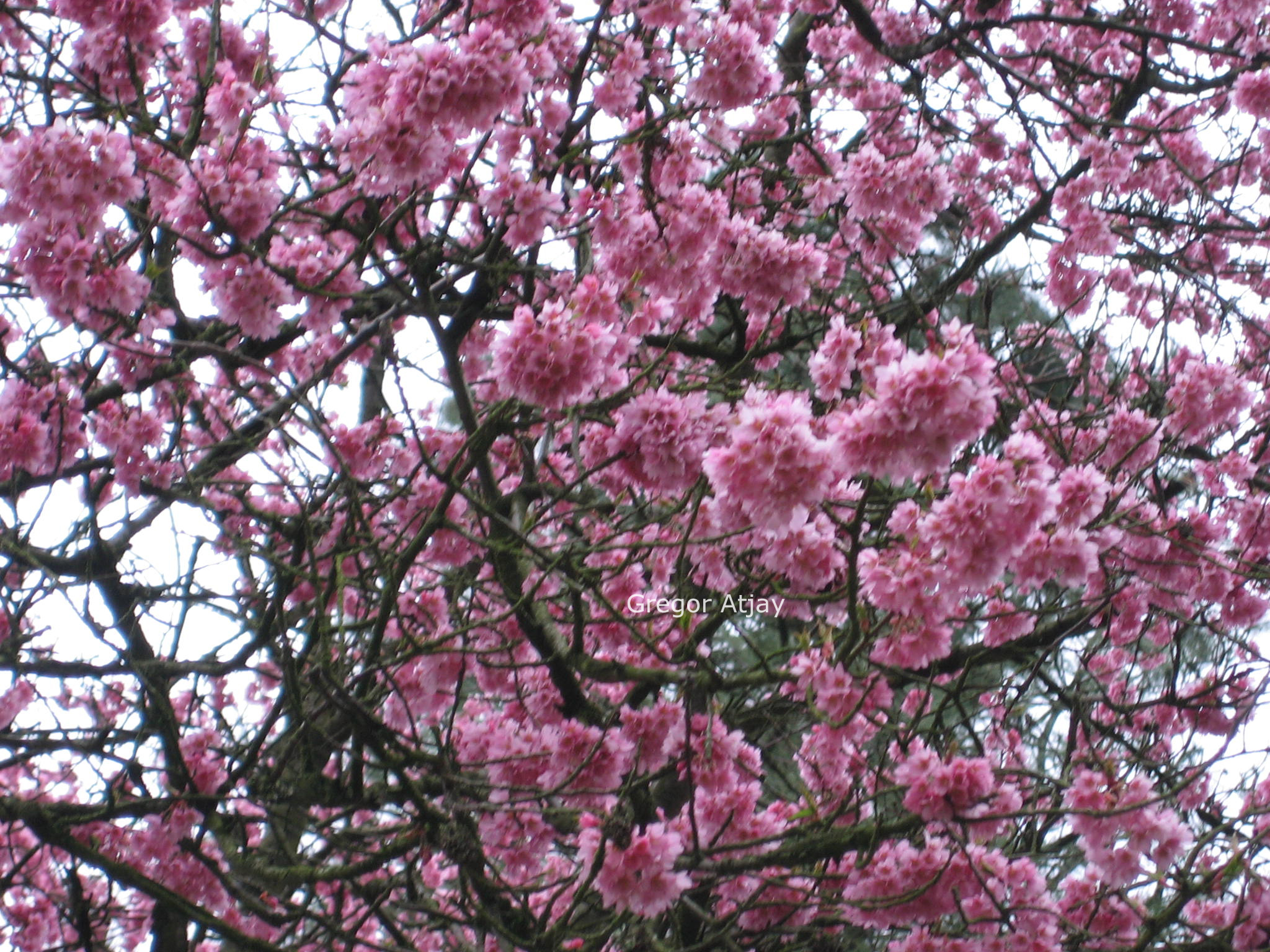 Prunus 'Kursar'