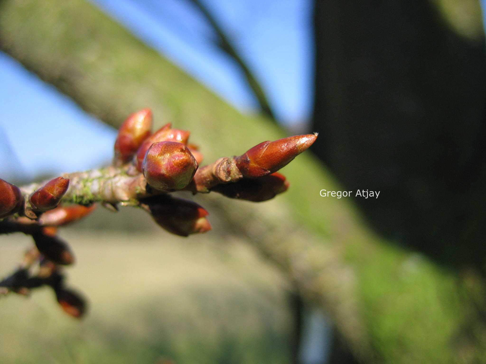 Prunus 'Okame'