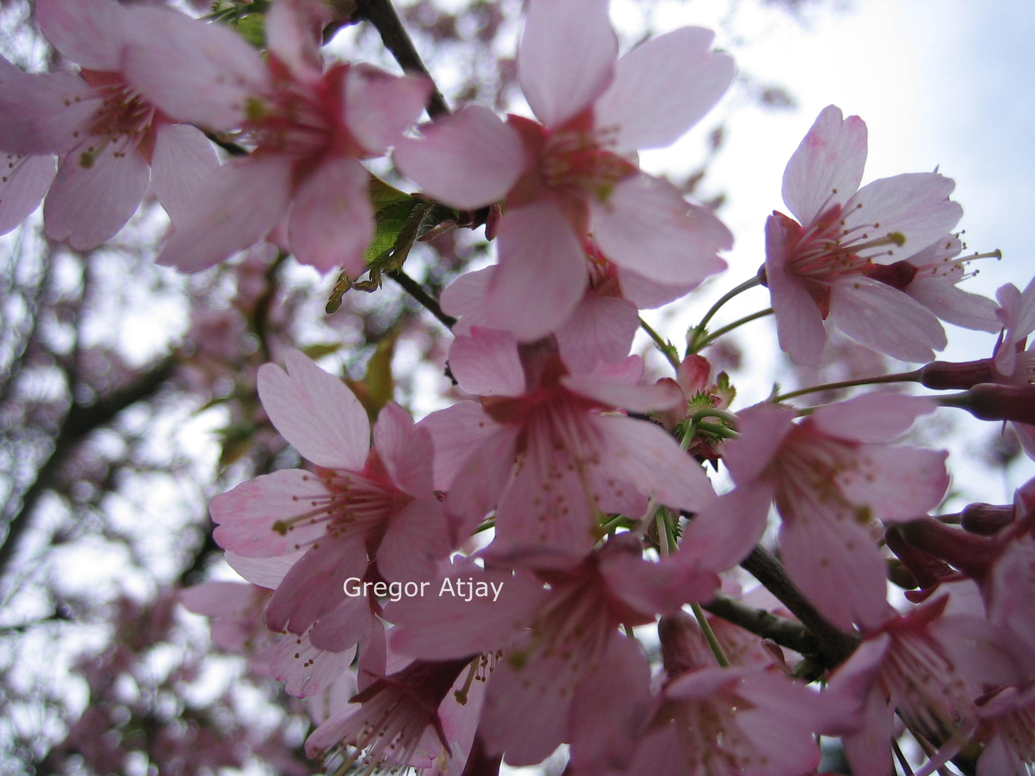 Prunus 'Okame'