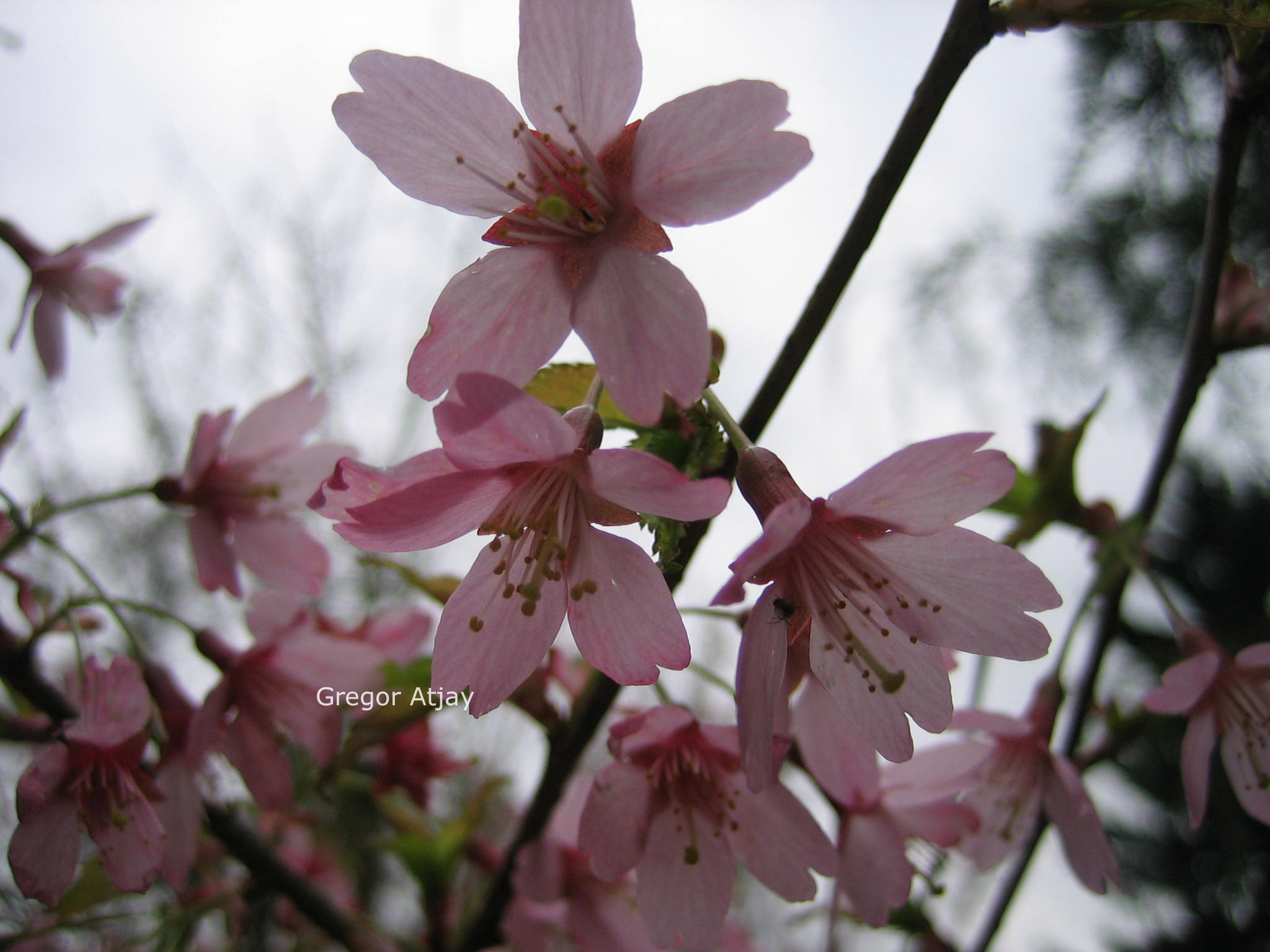 Prunus 'Okame'