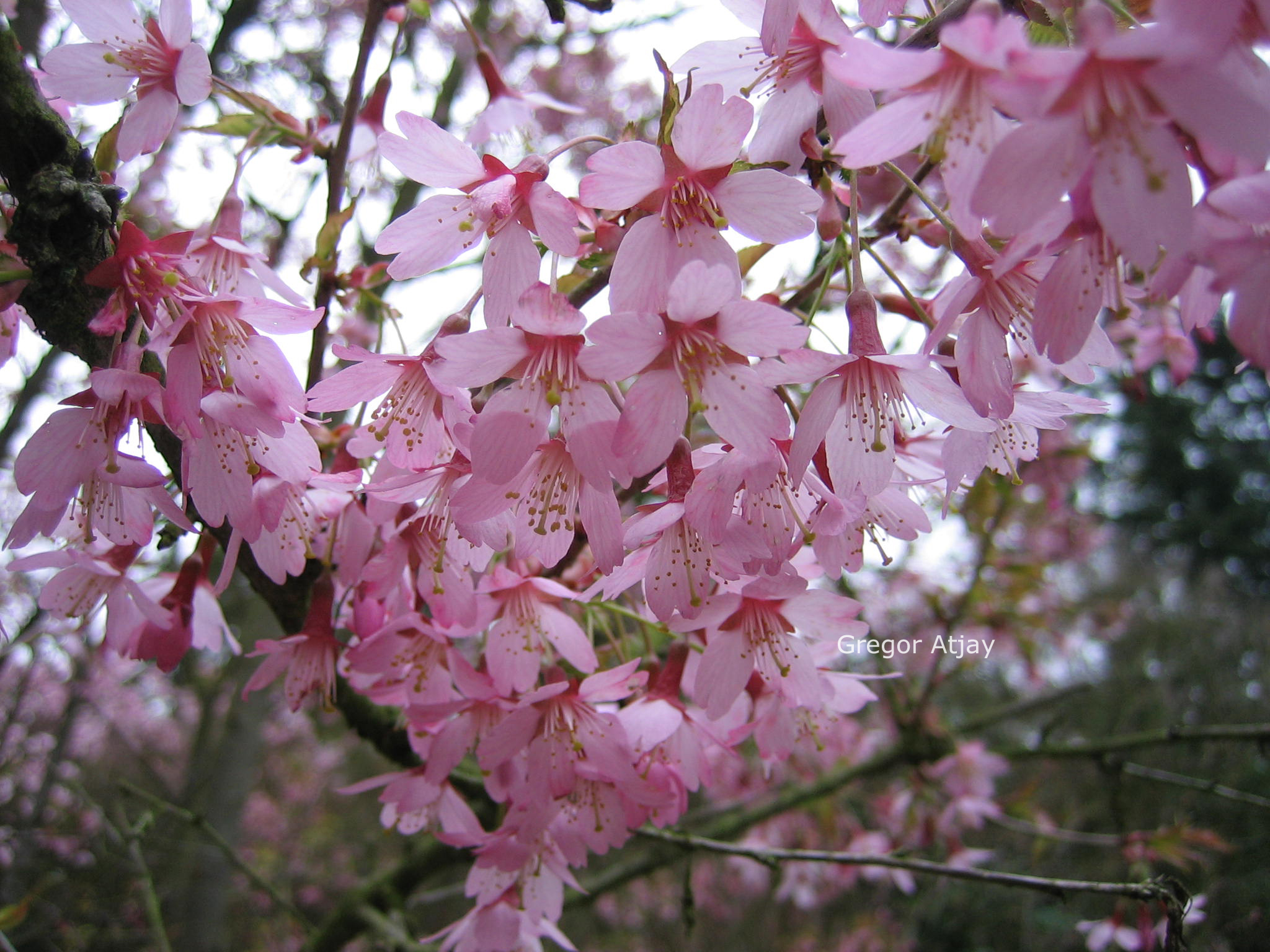 Prunus 'Okame'