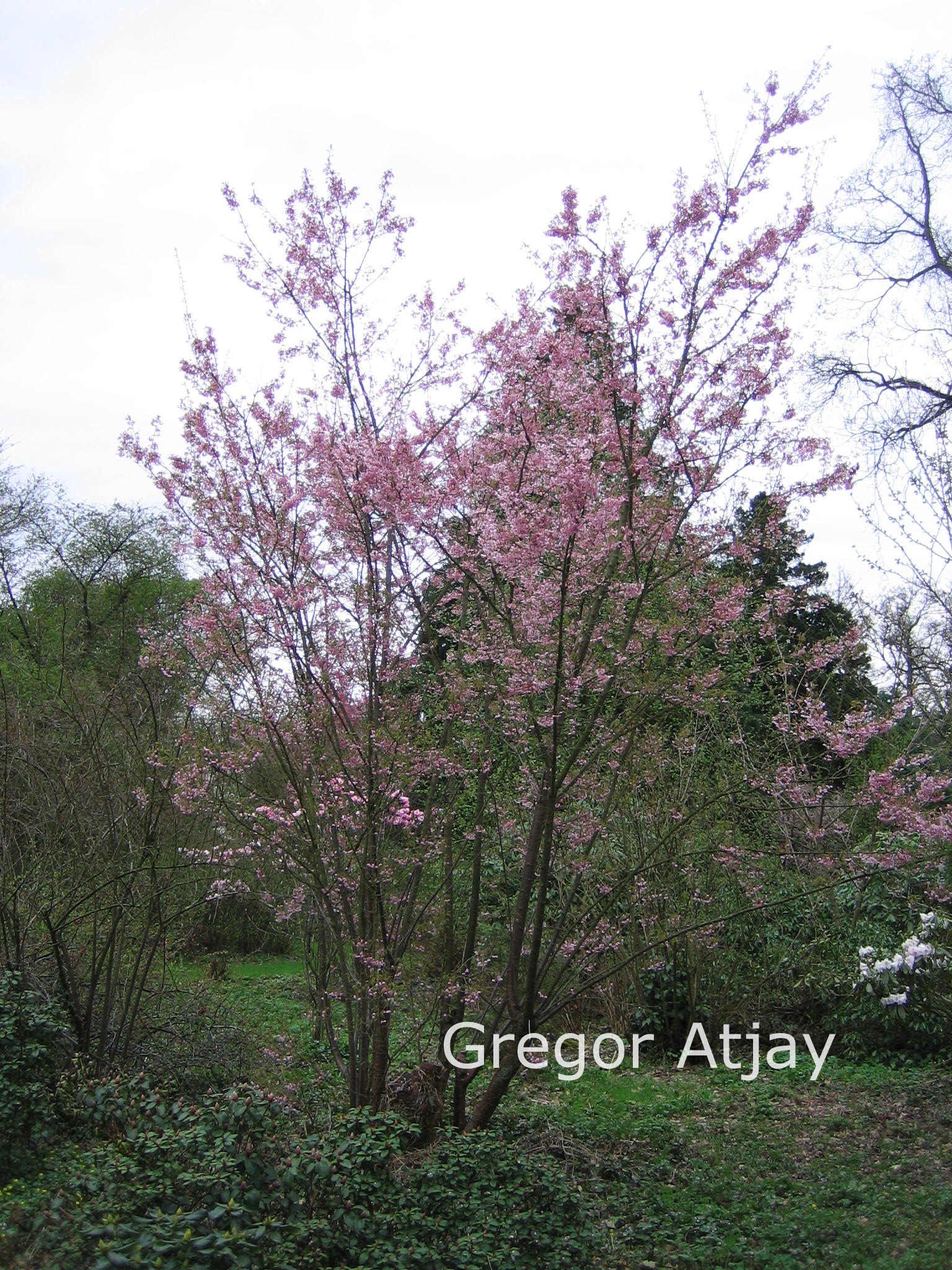 Prunus 'Okame'