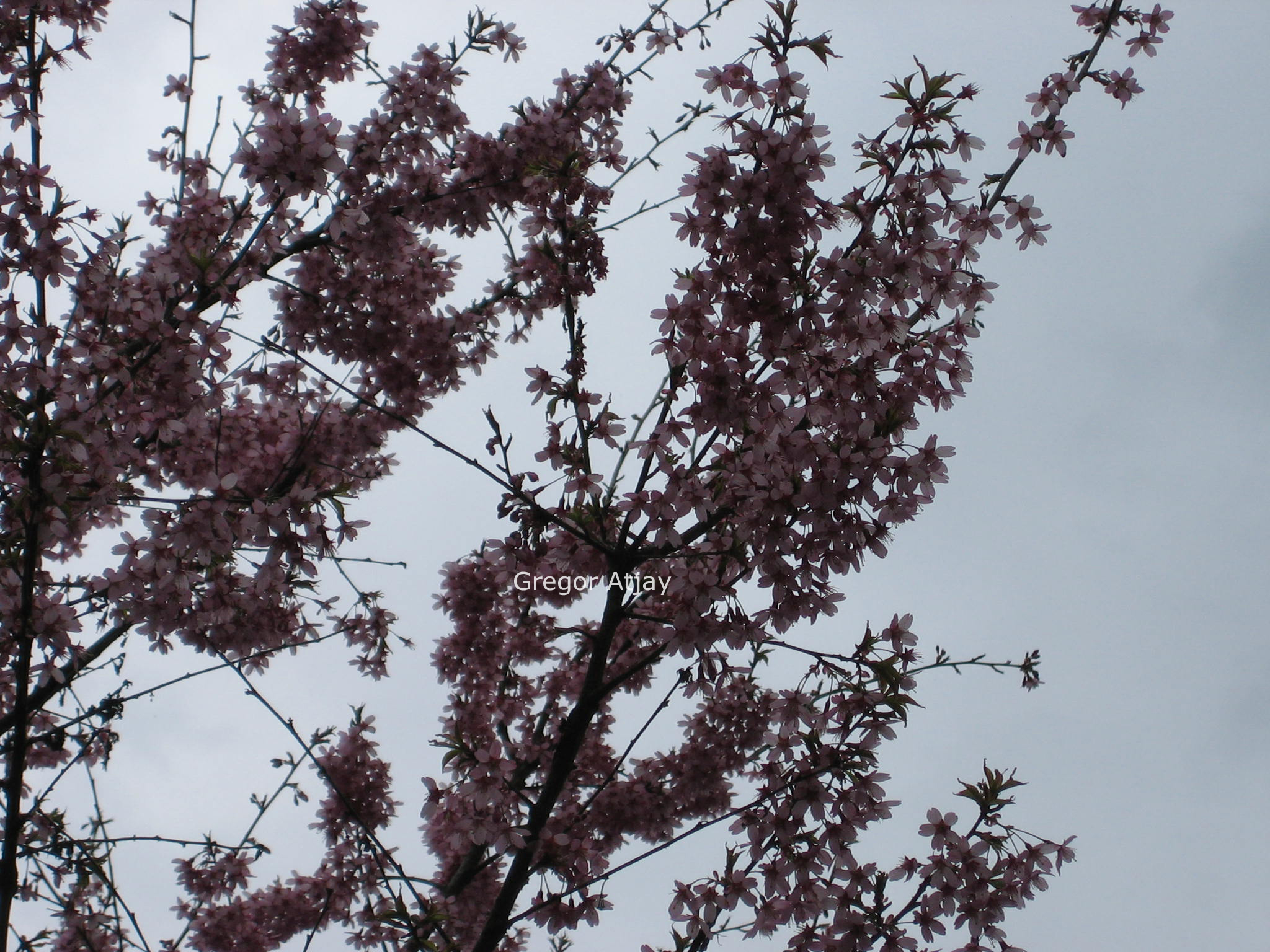 Prunus 'Okame'