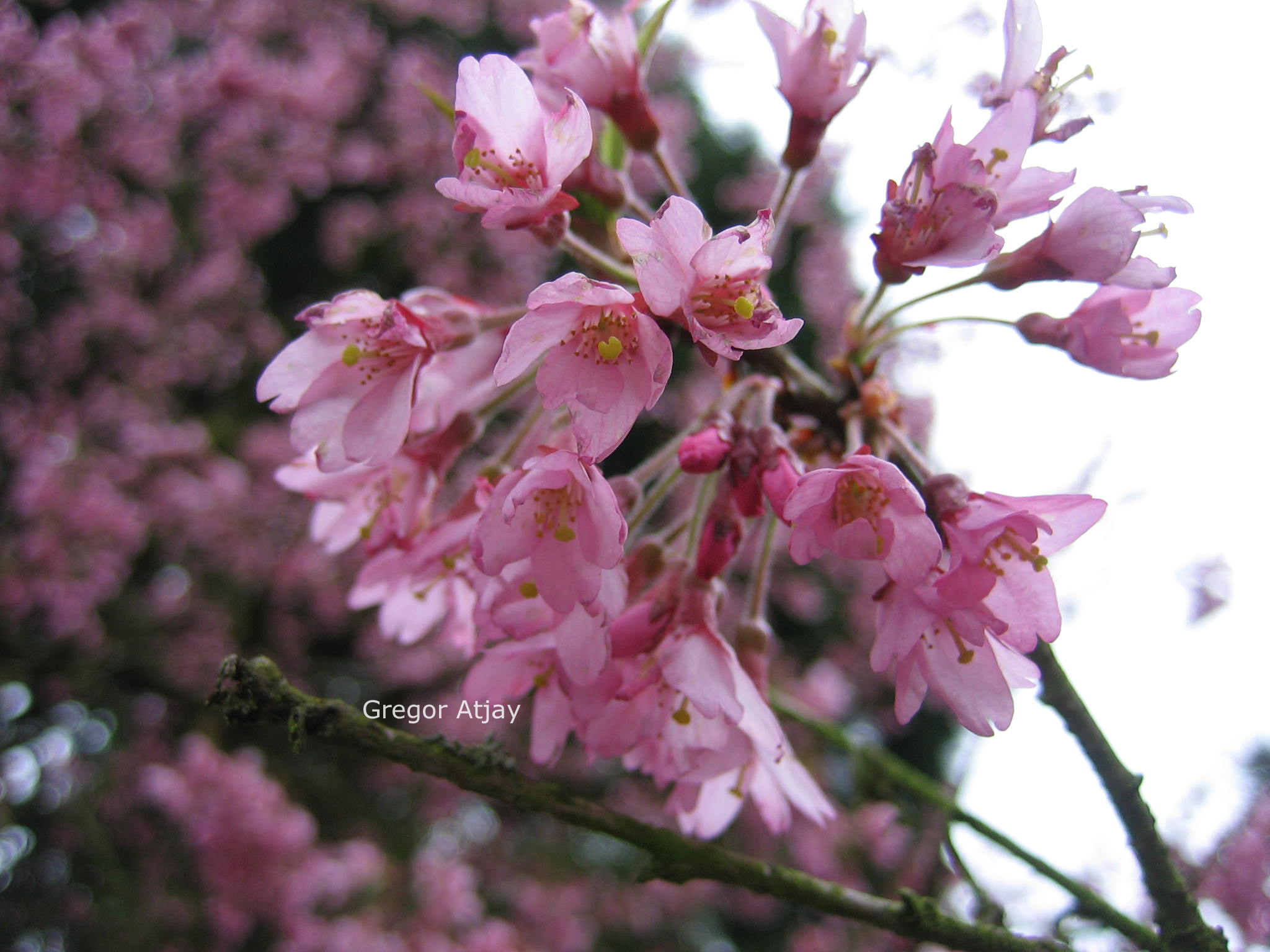 Prunus 'Okame'