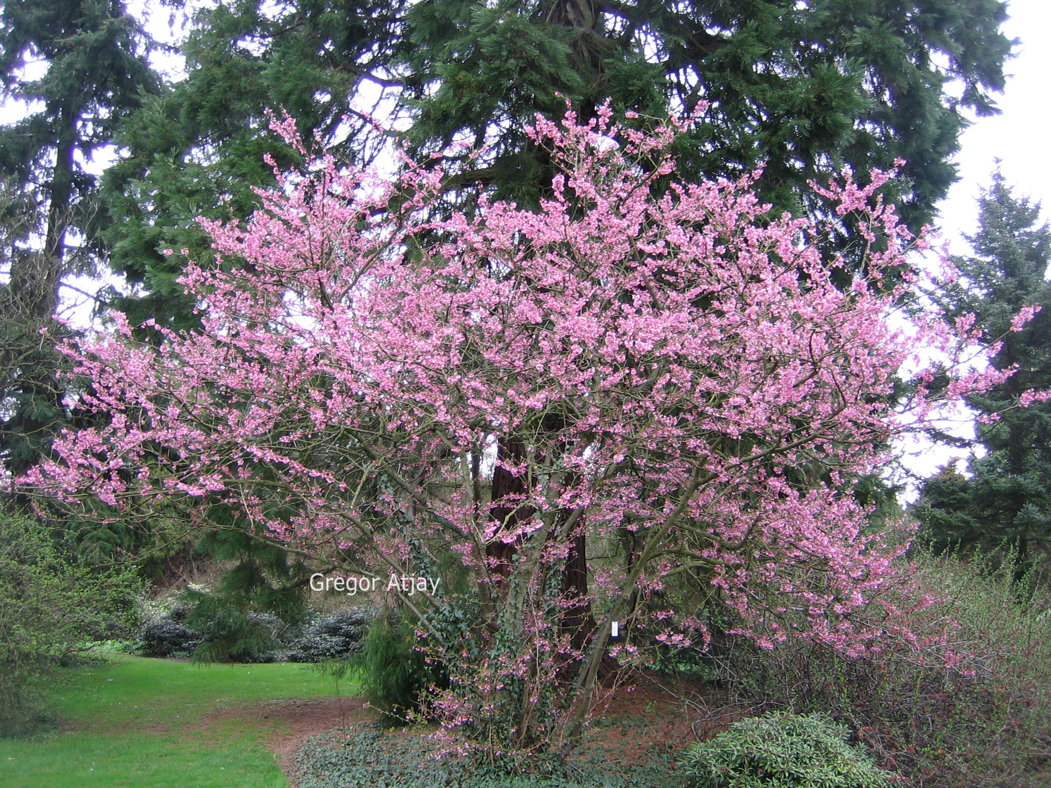 Prunus 'Okame'