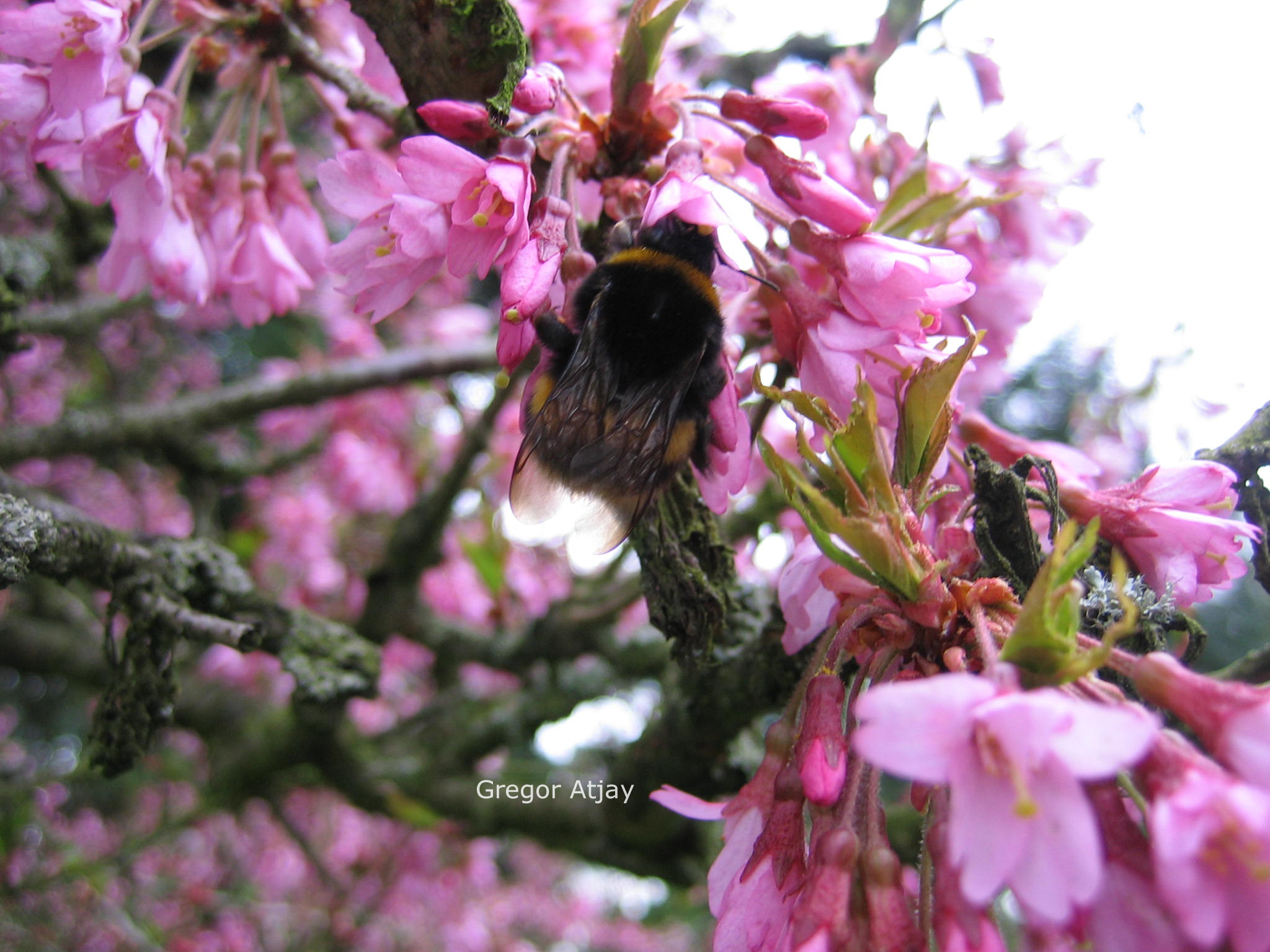 Prunus 'Okame'