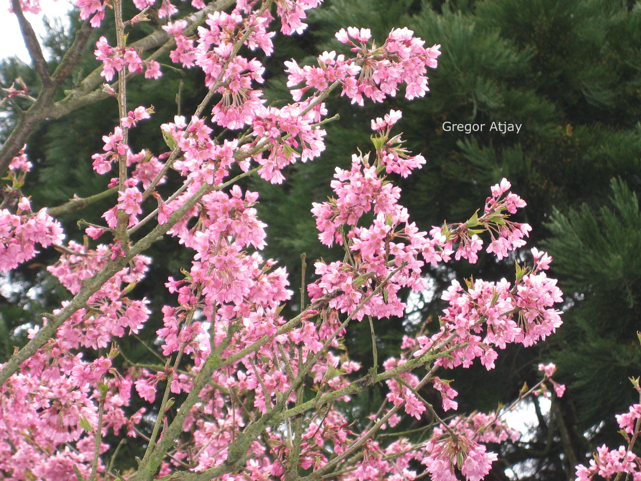 Prunus 'Okame'