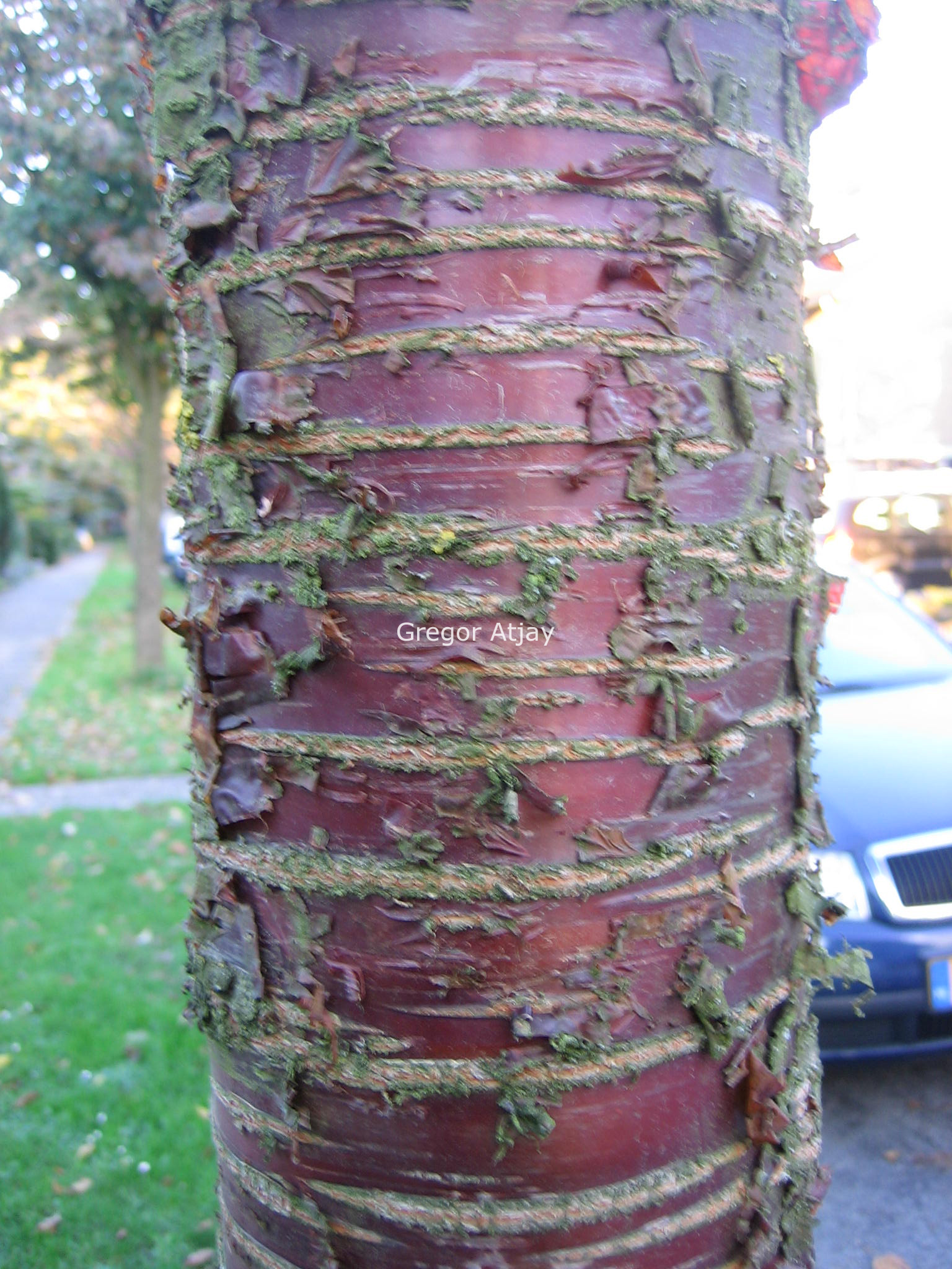 Prunus schmittii