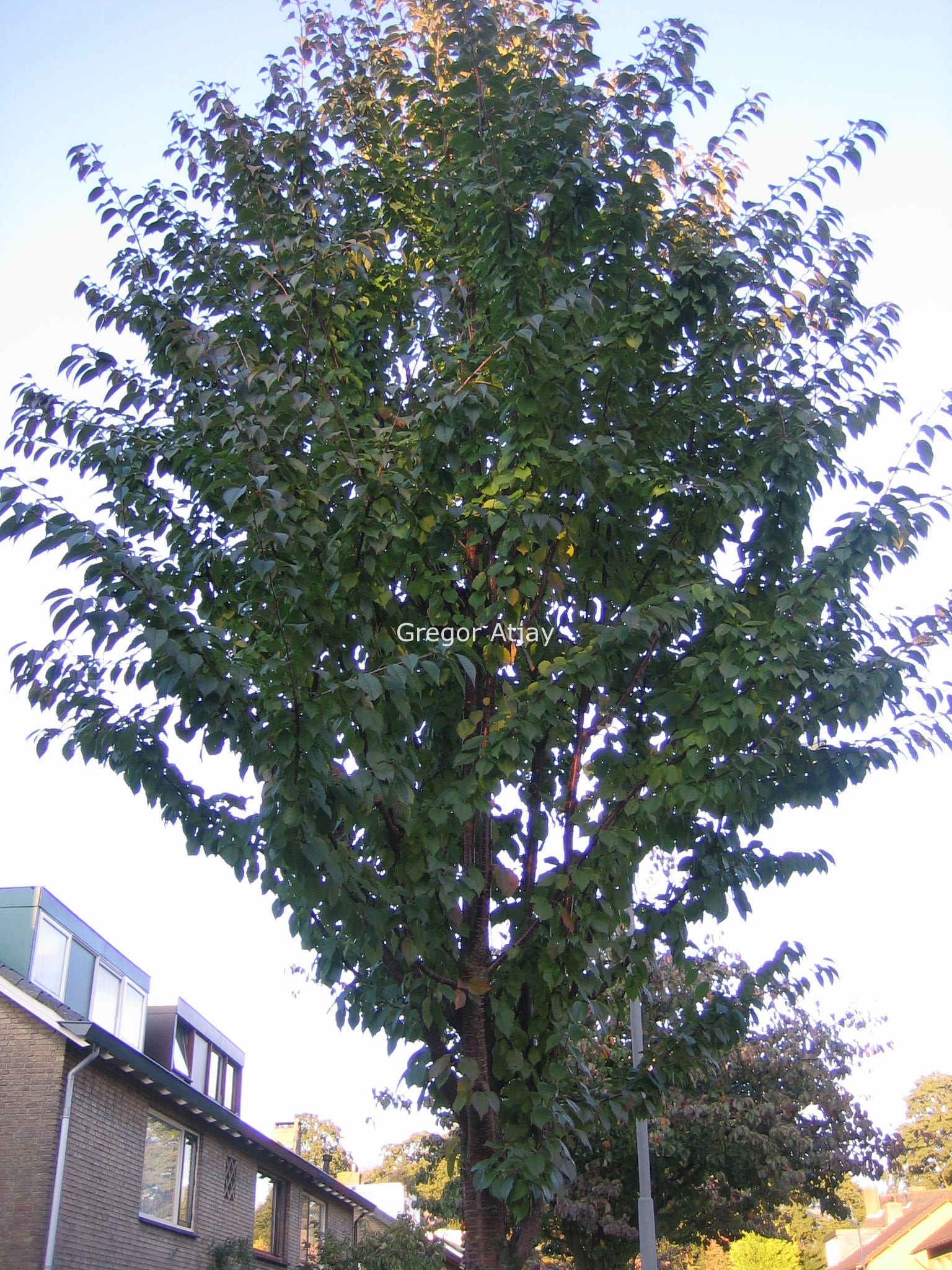 Prunus schmittii