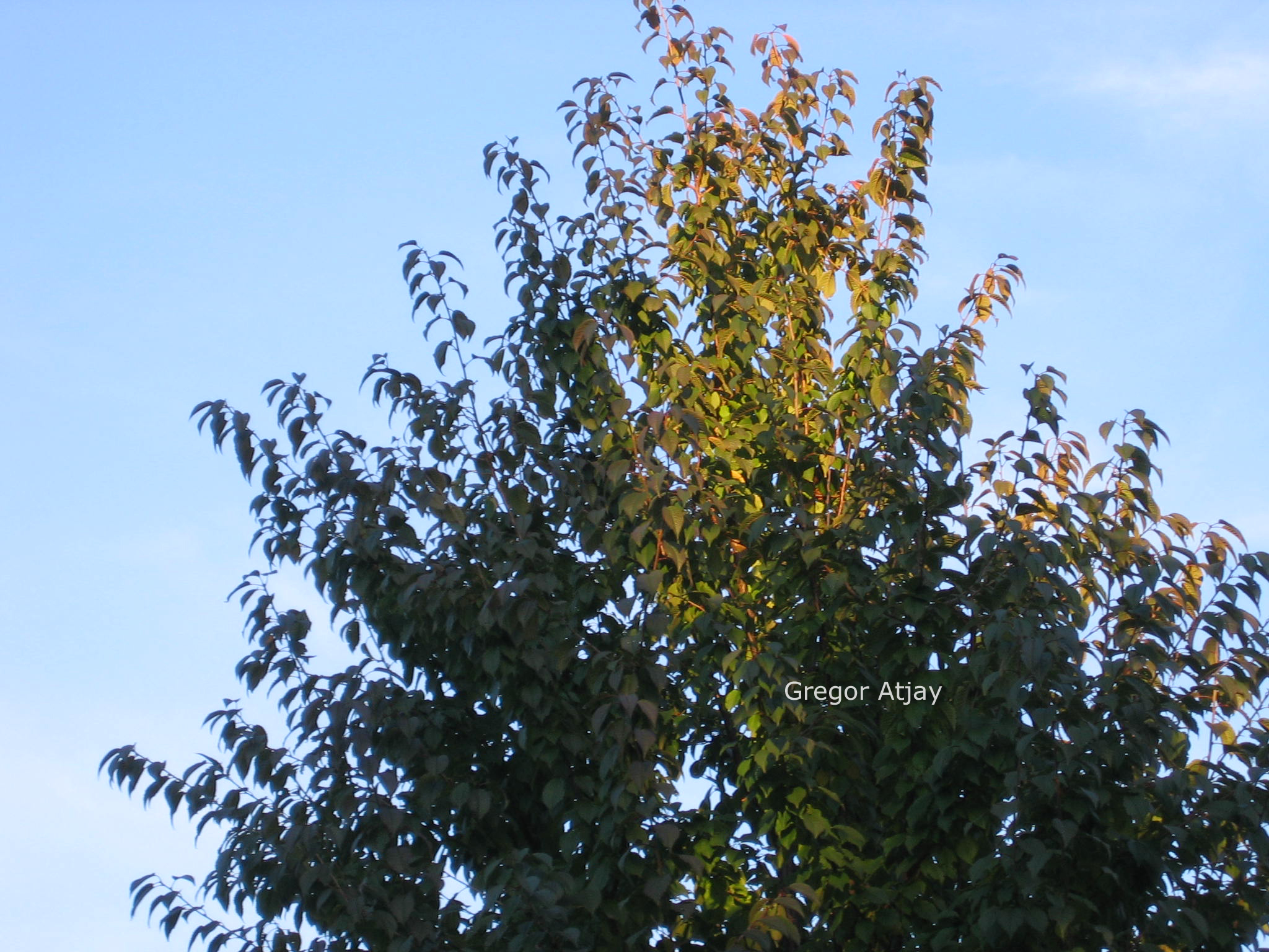 Prunus schmittii