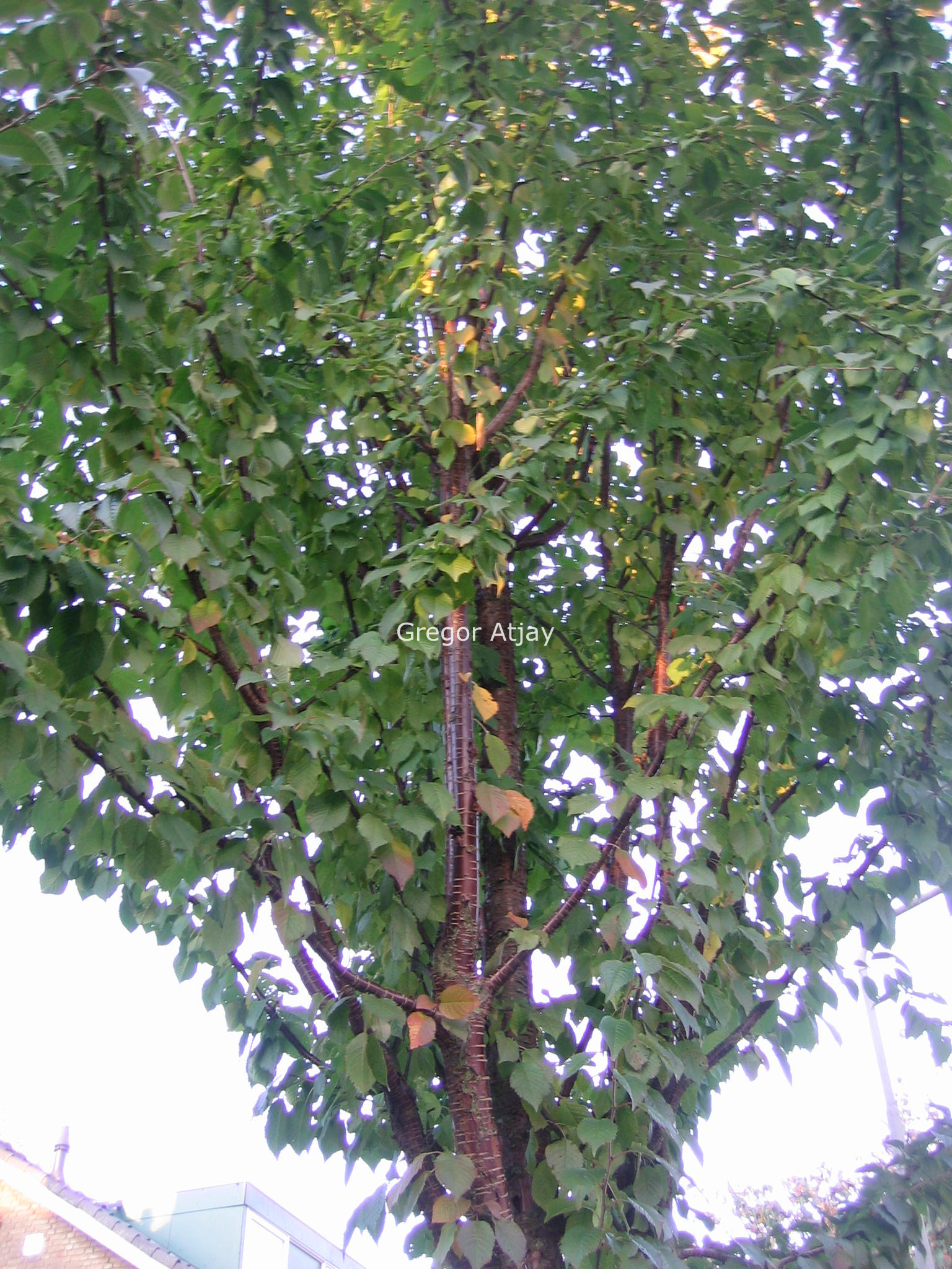 Prunus schmittii