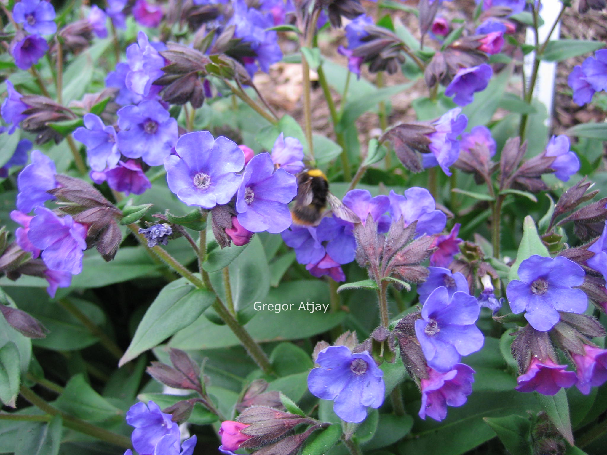 Pulmonaria angustifolia 'Blue Ensign'