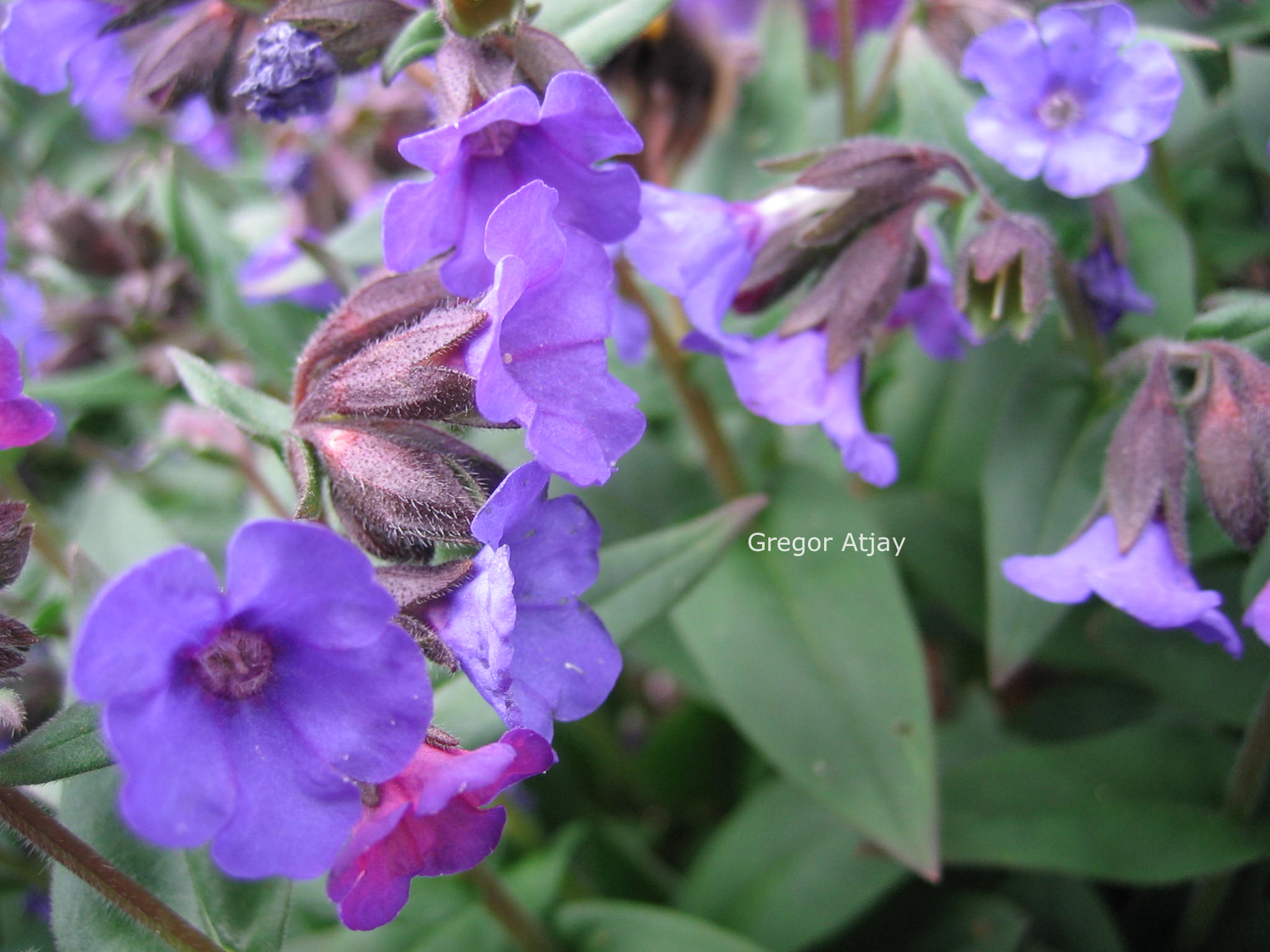 Pulmonaria angustifolia 'Blue Ensign'