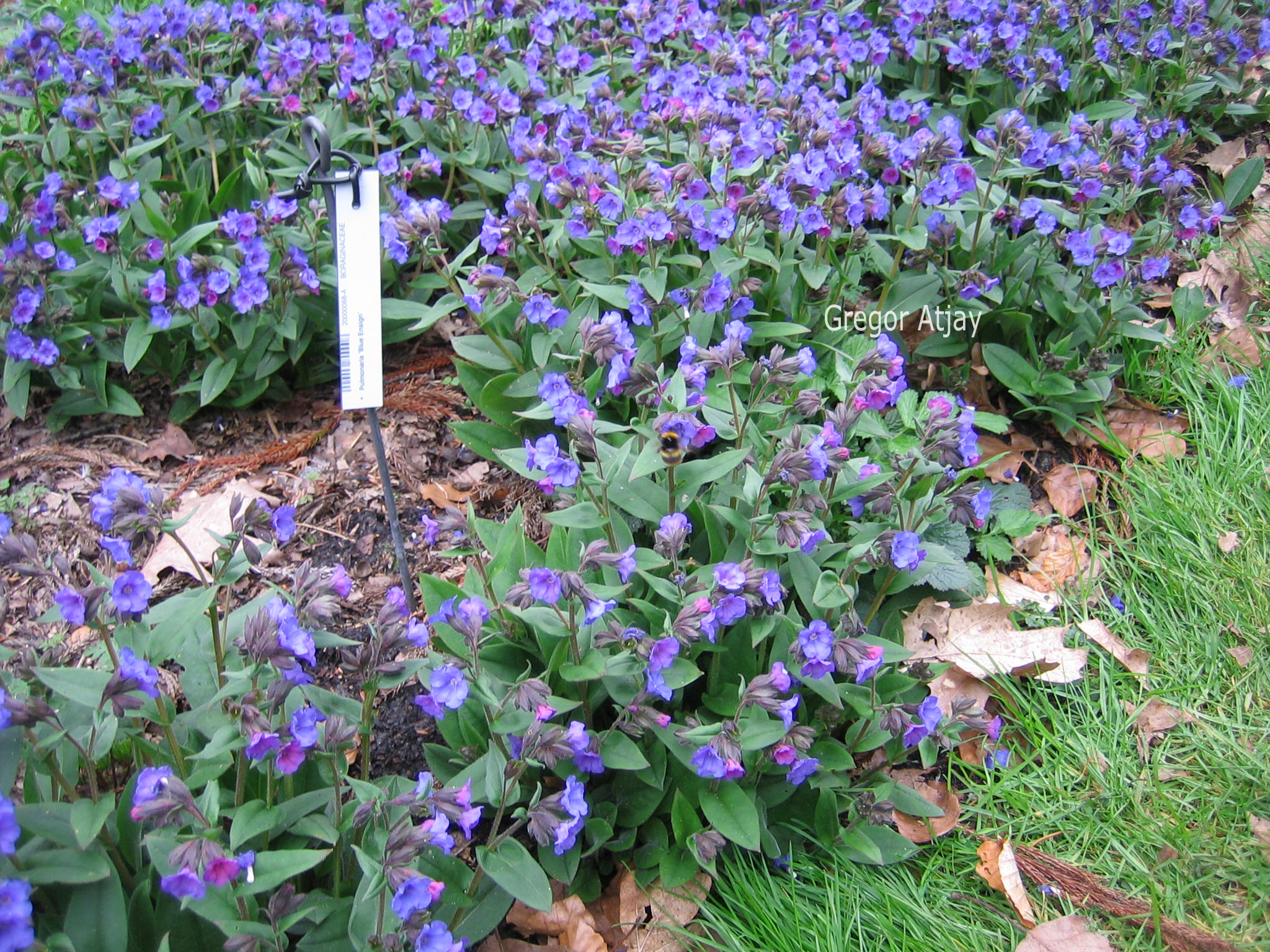 Pulmonaria angustifolia 'Blue Ensign'