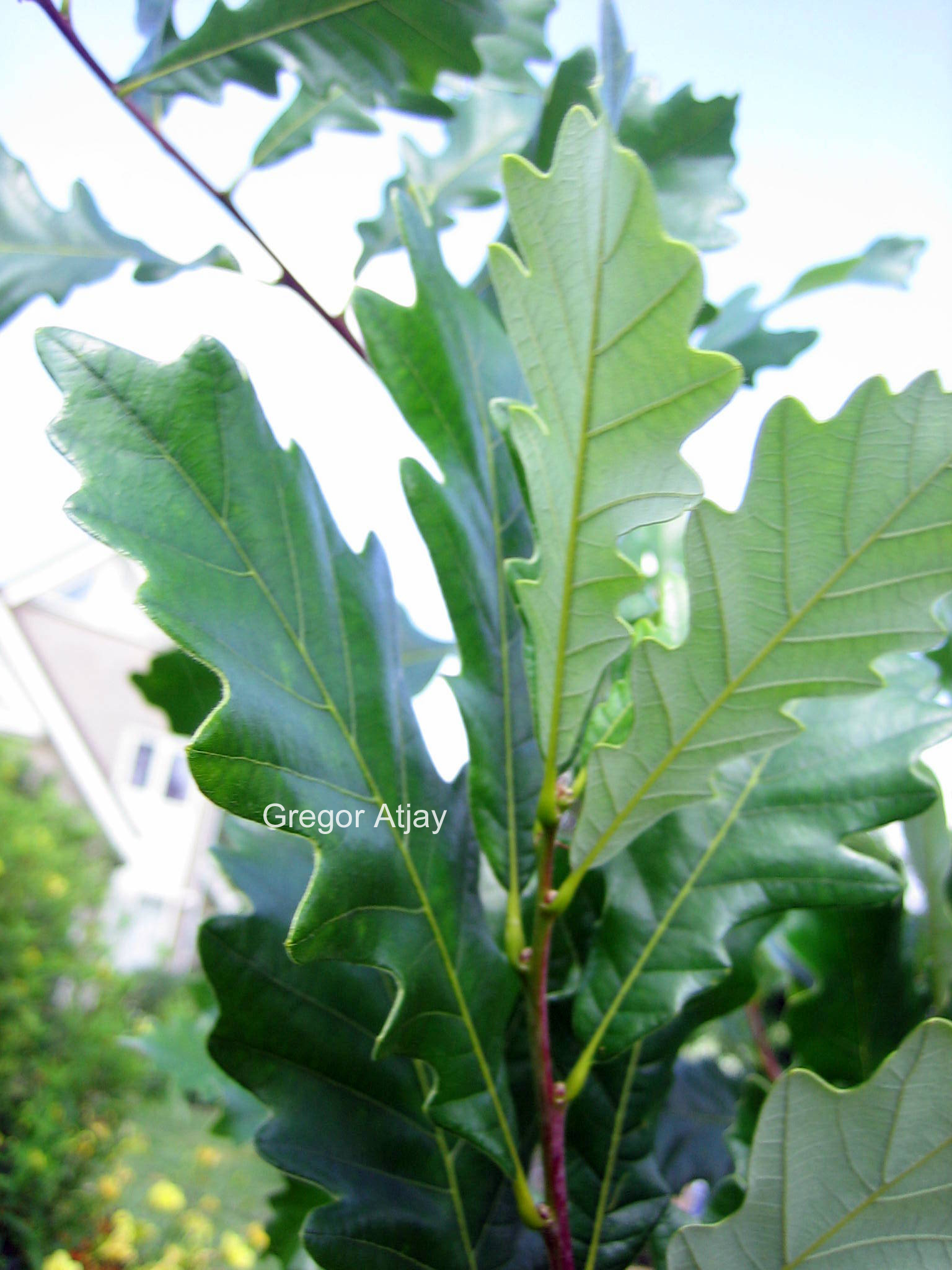 Quercus warei 'Long' (REGAL PRINCE)