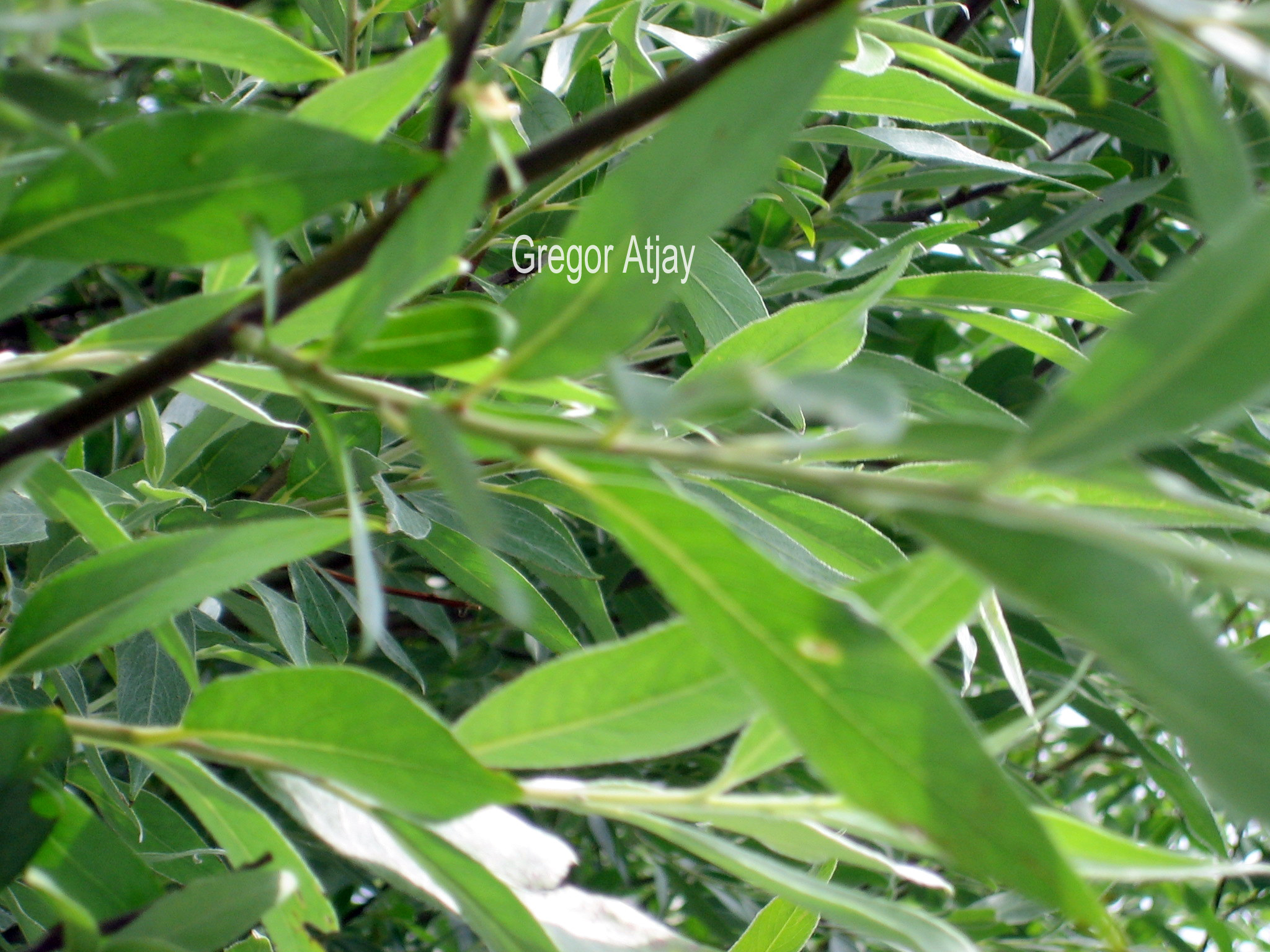 Salix alba 'Sericea'