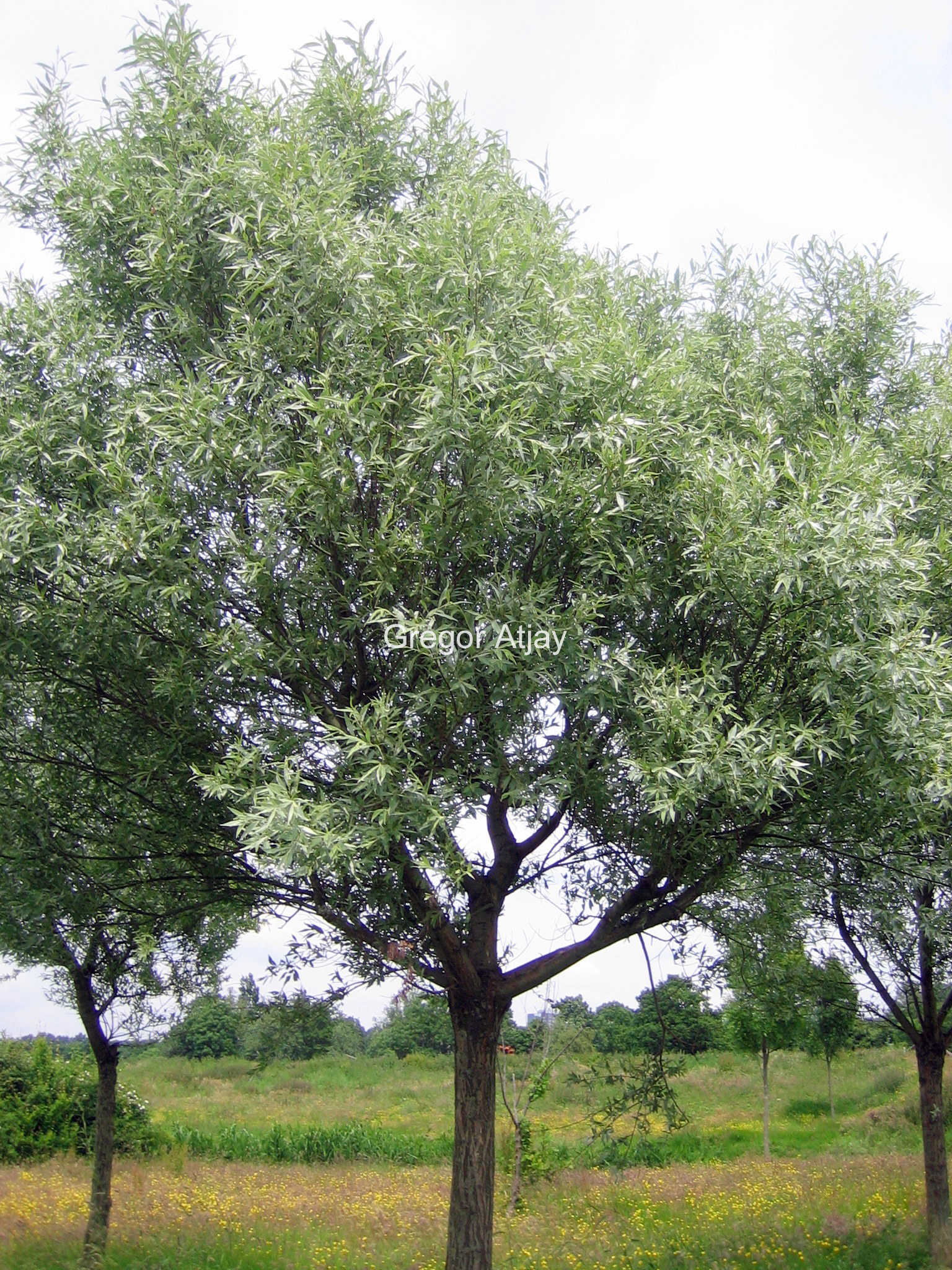 Salix alba 'Sericea'