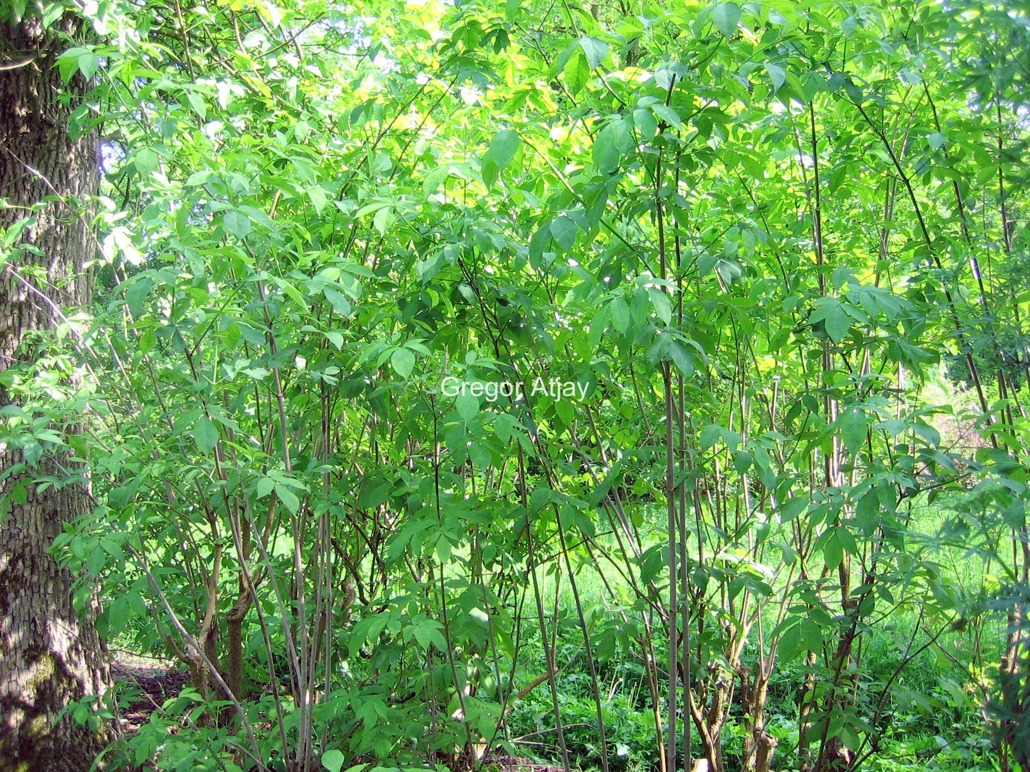 Sambucus nigra 'Aurea'