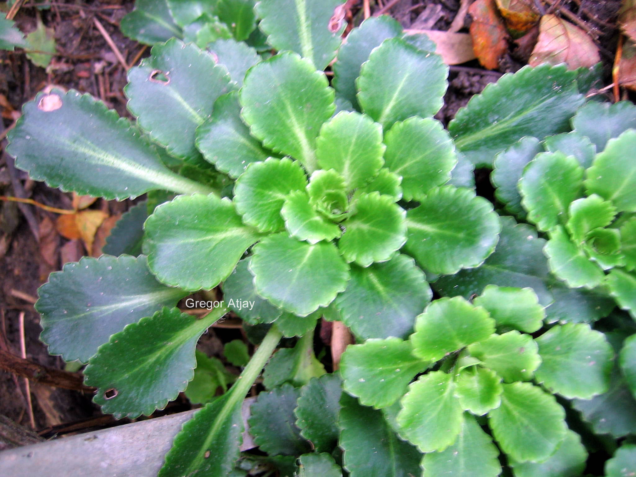 Saxifraga cotyledon 'Pyramidalis'