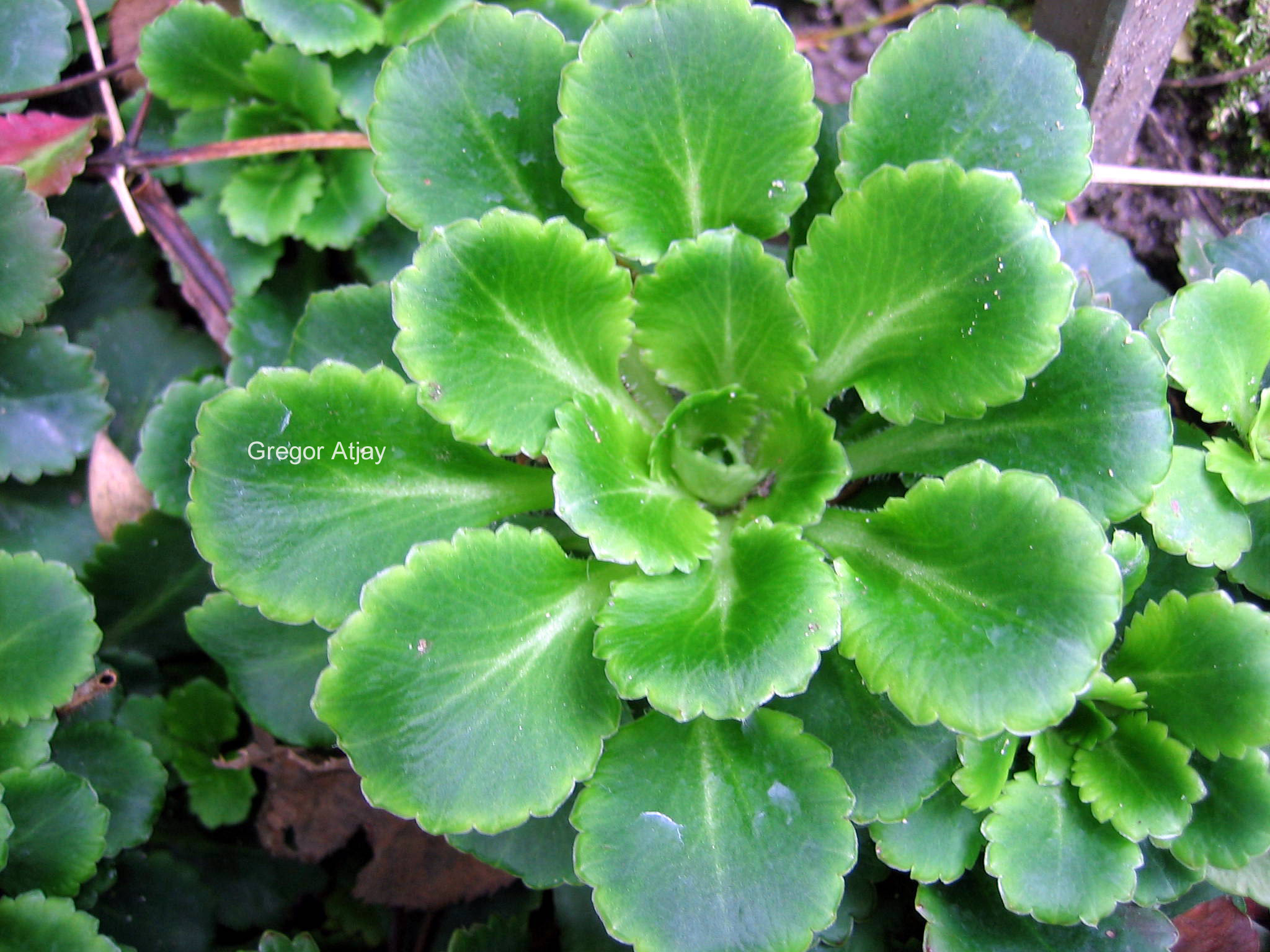 Saxifraga cotyledon 'Pyramidalis'