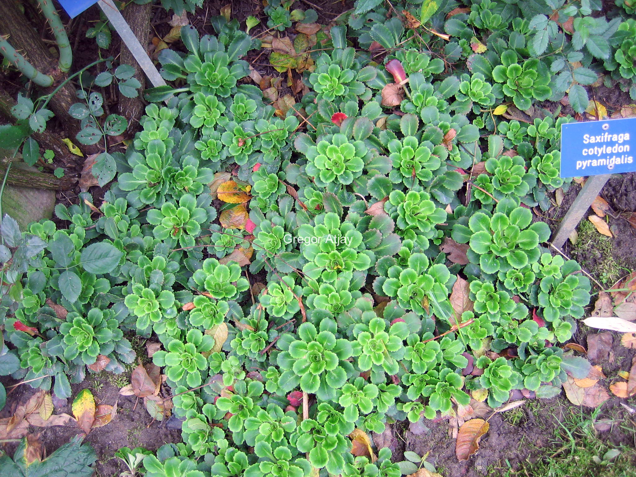 Saxifraga cotyledon 'Pyramidalis'