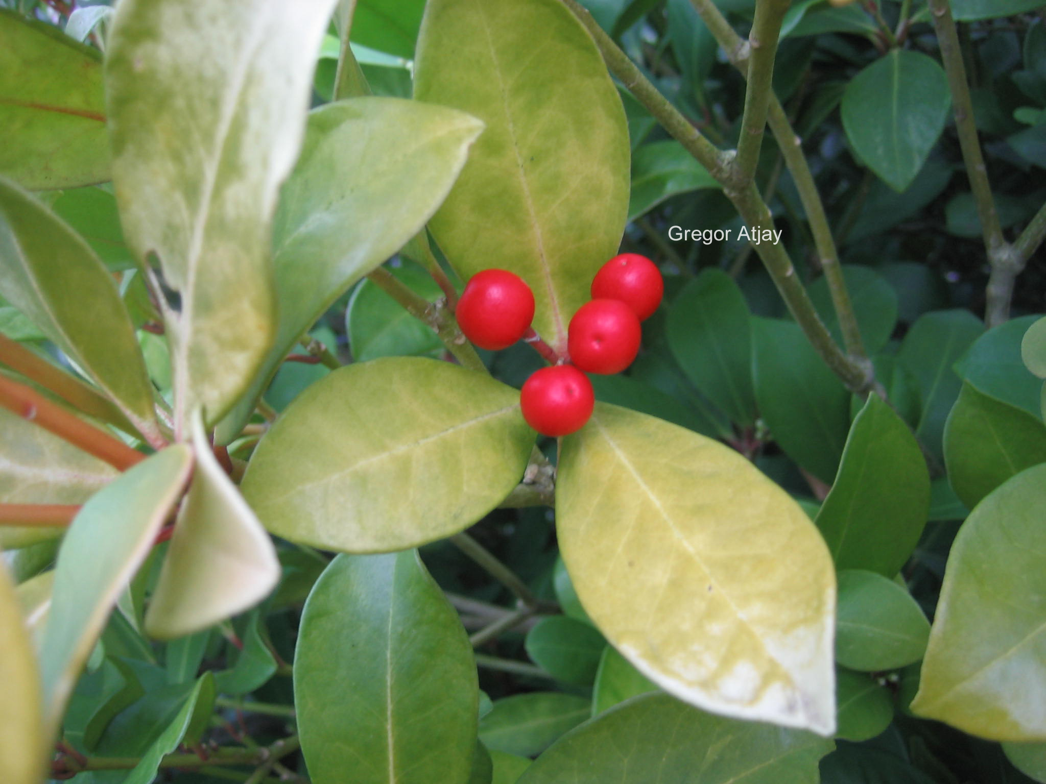 Skimmia japonica 'Veitchii'