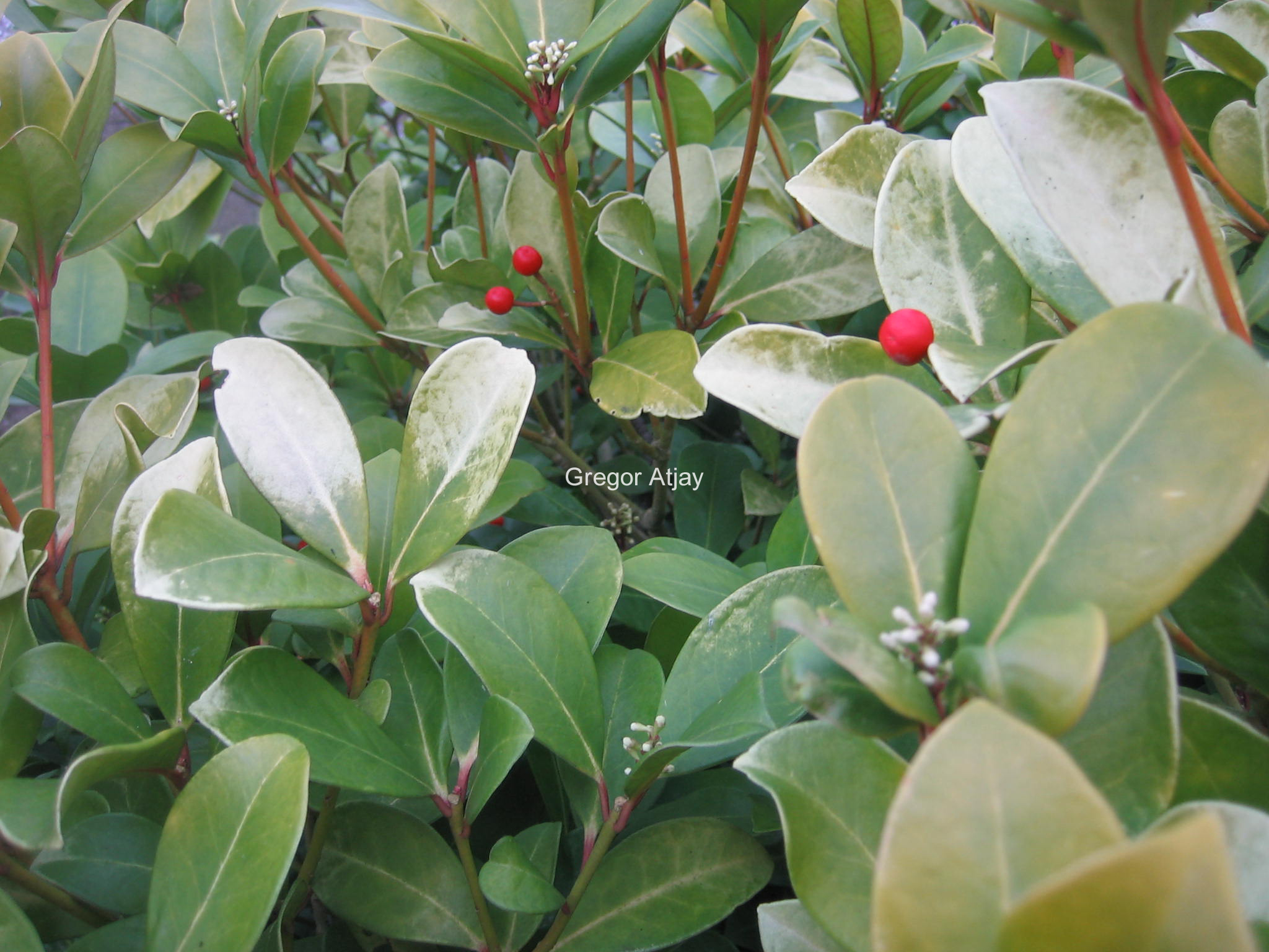 Skimmia japonica 'Veitchii'