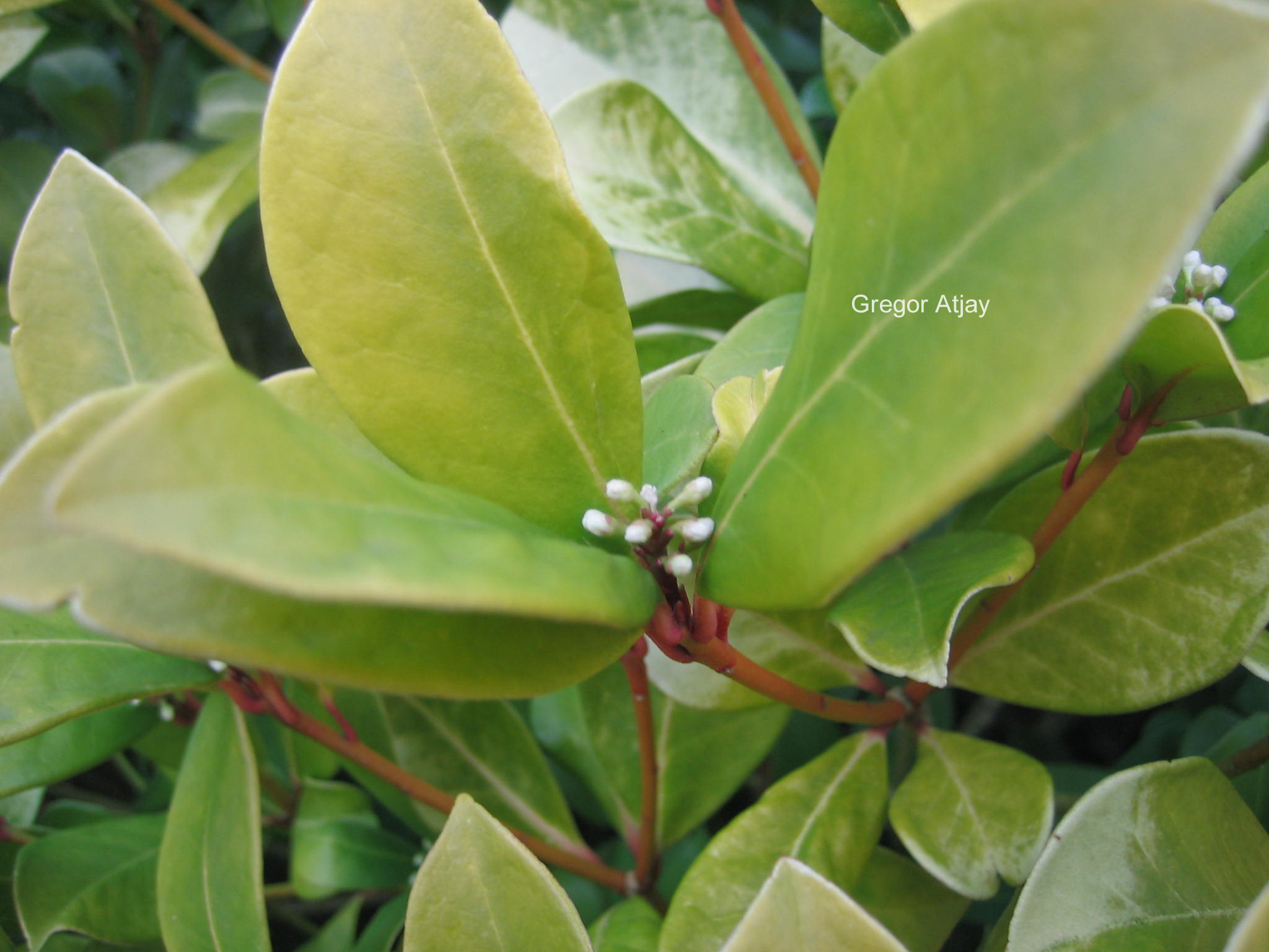 Skimmia japonica 'Veitchii'