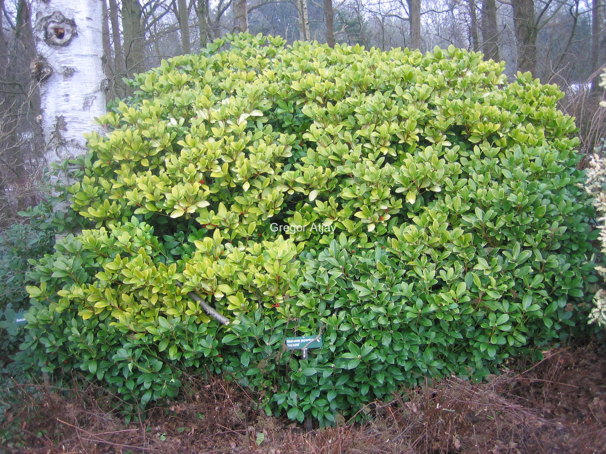 Skimmia japonica 'Veitchii'