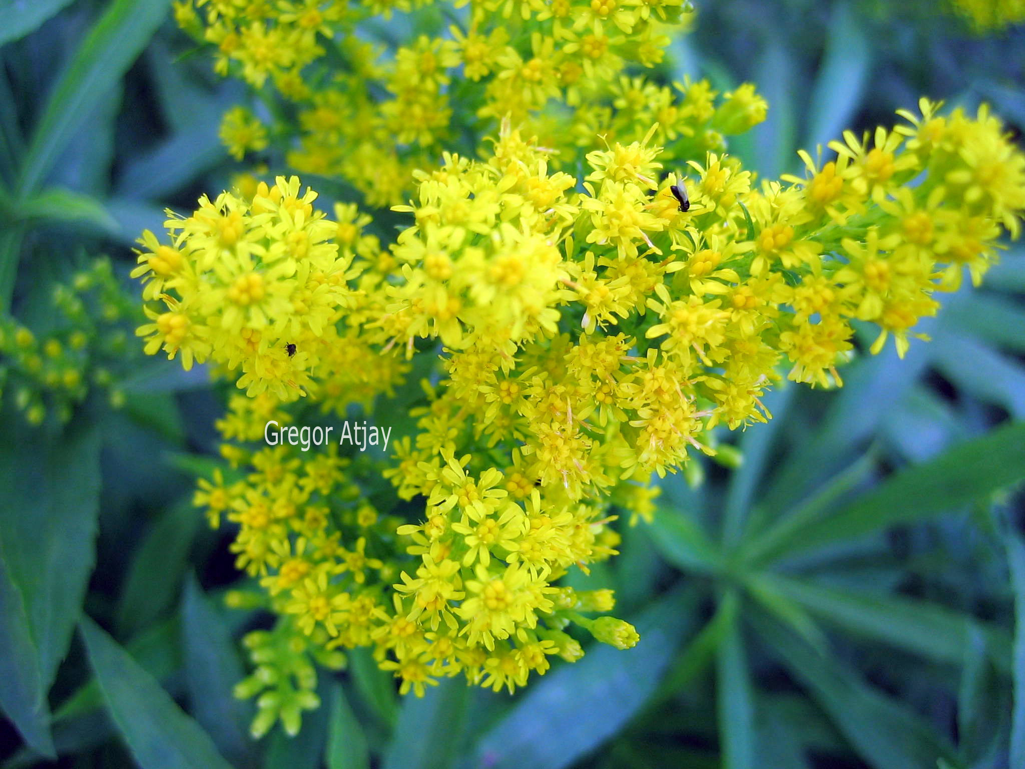 Solidago 'Golden Dwarf'