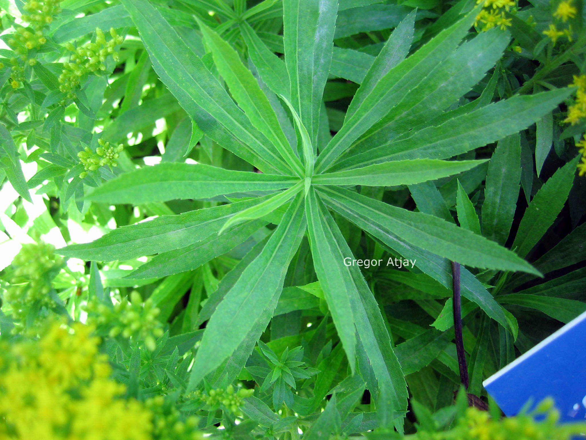 Solidago 'Golden Dwarf'