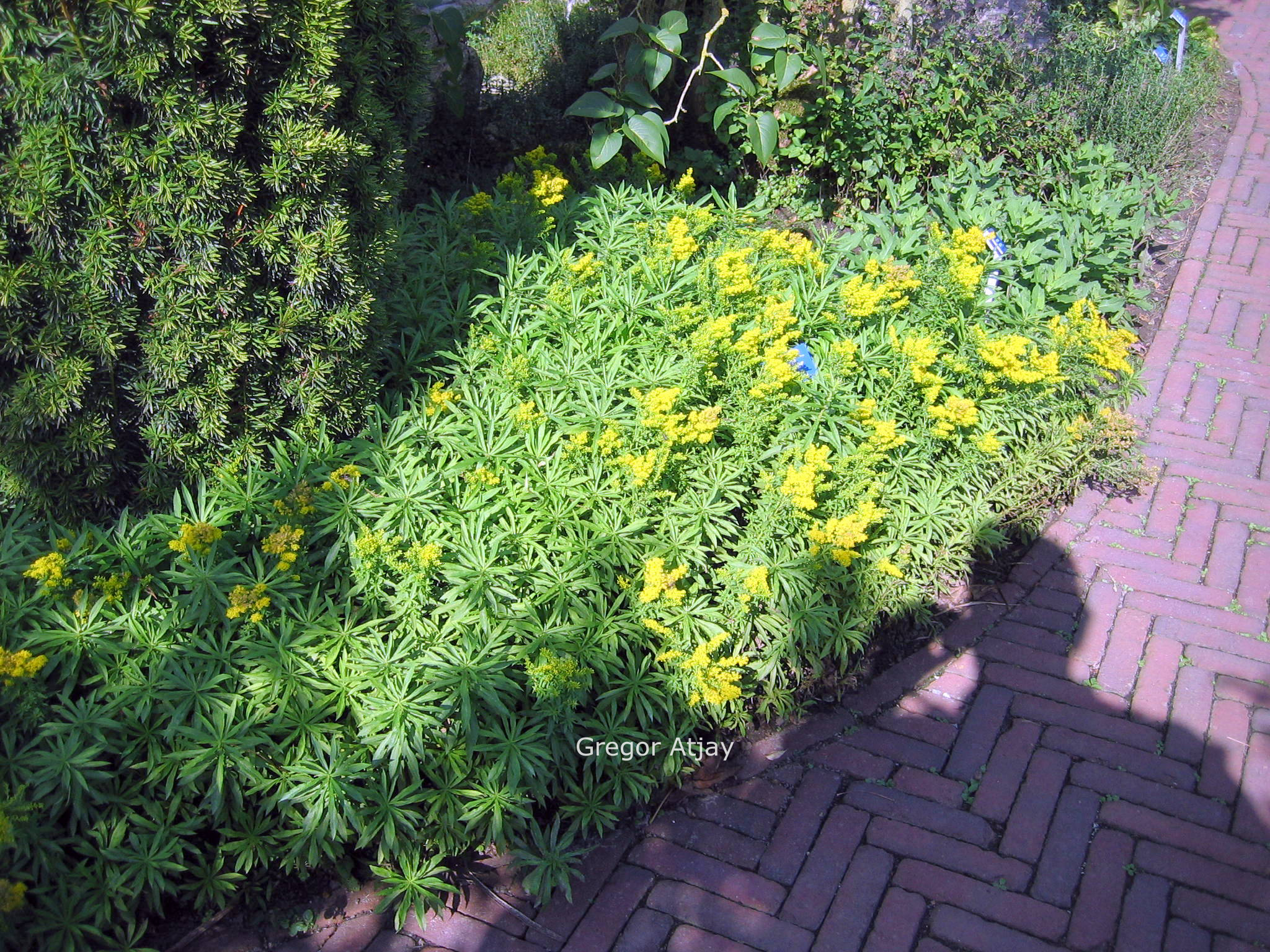 Solidago 'Golden Dwarf'