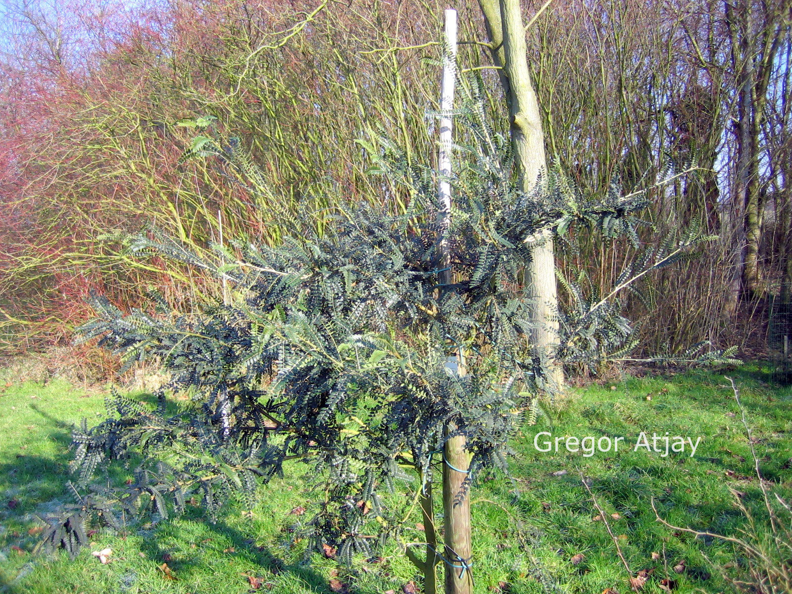 Sophora microphylla 'Hilsop' (SUN KING)
