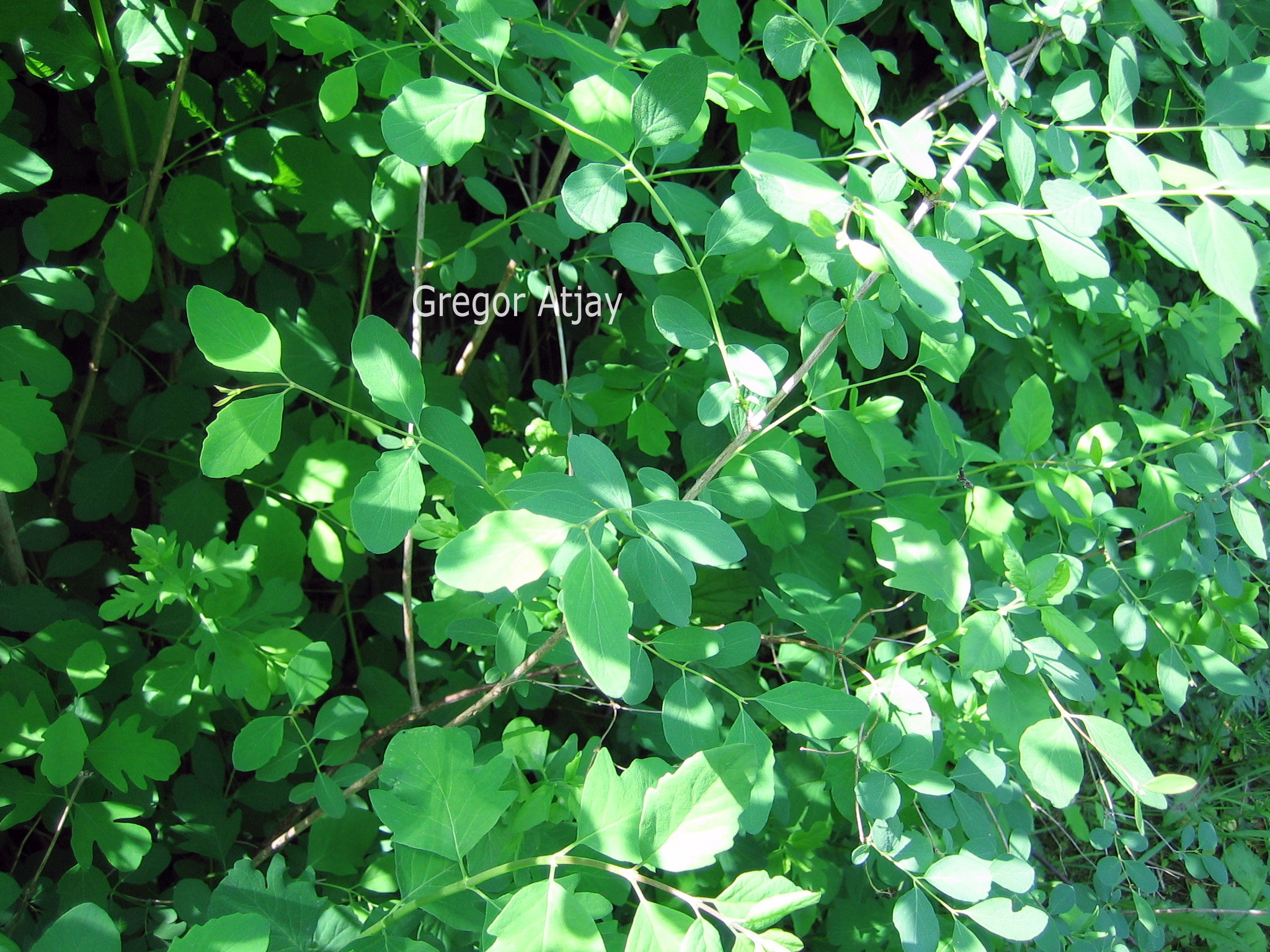 Symphoricarpos doorenbosii 'Mother of Pearl'