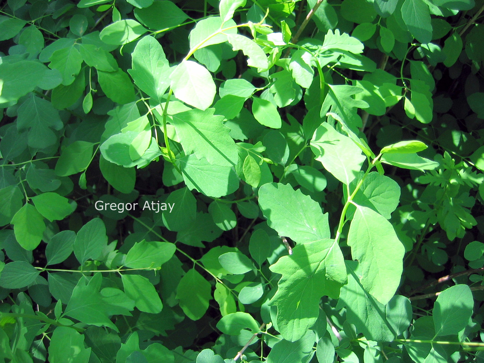 Symphoricarpos doorenbosii 'Mother of Pearl'