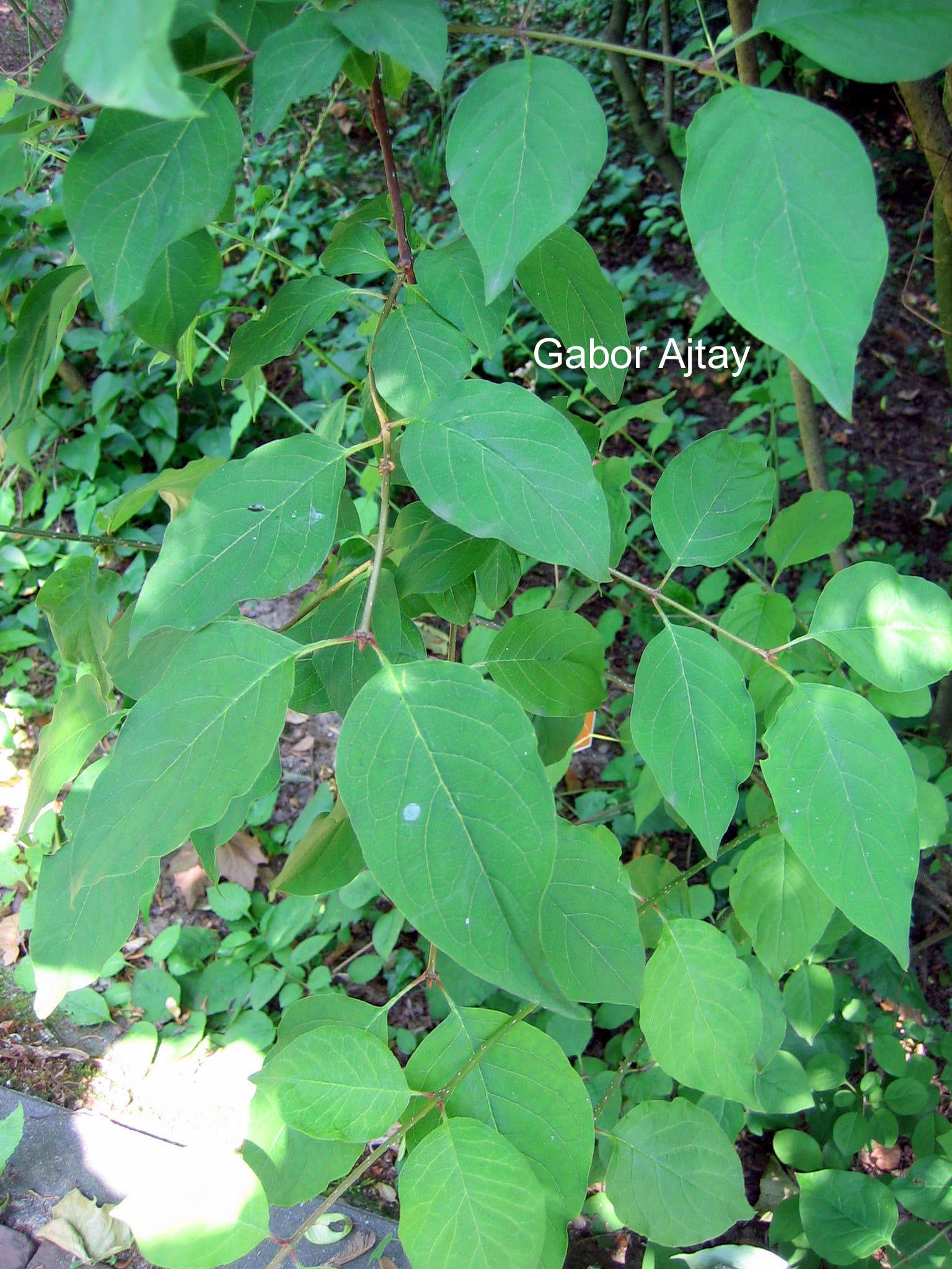 Syringa sweginzowii