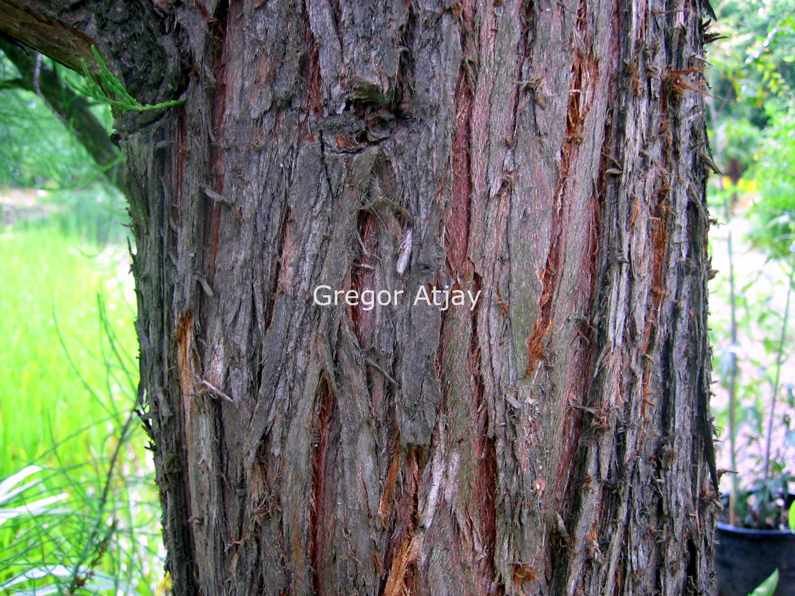 Taxodium distichum 'Nutans'