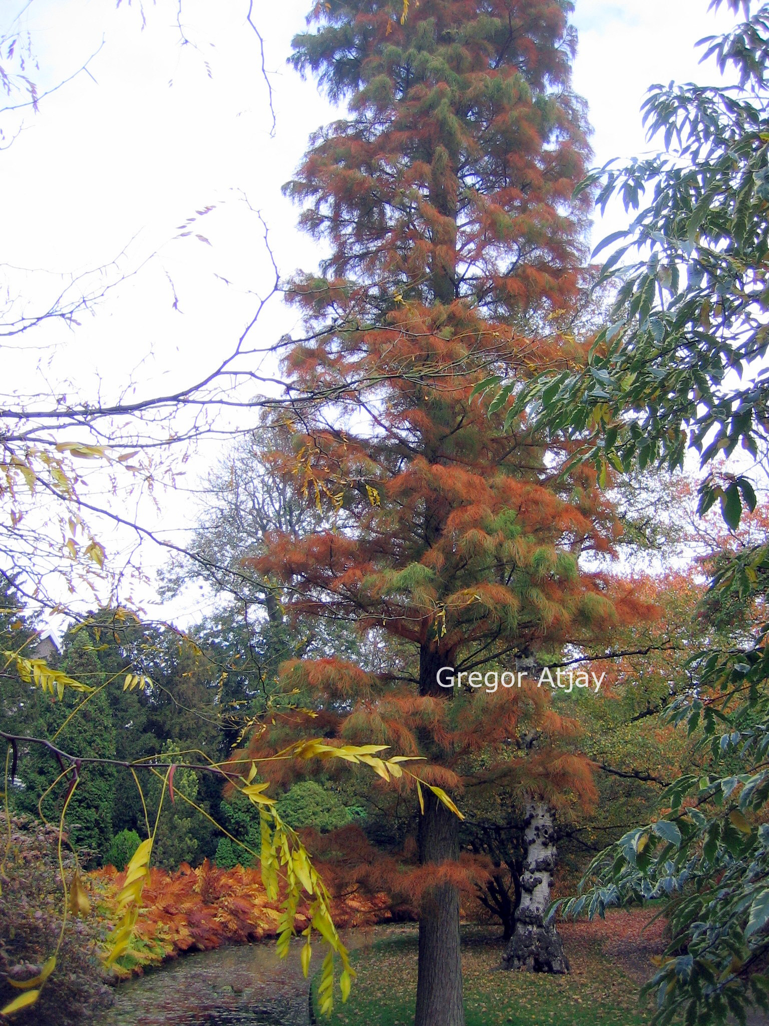Taxodium distichum 'Nutans'