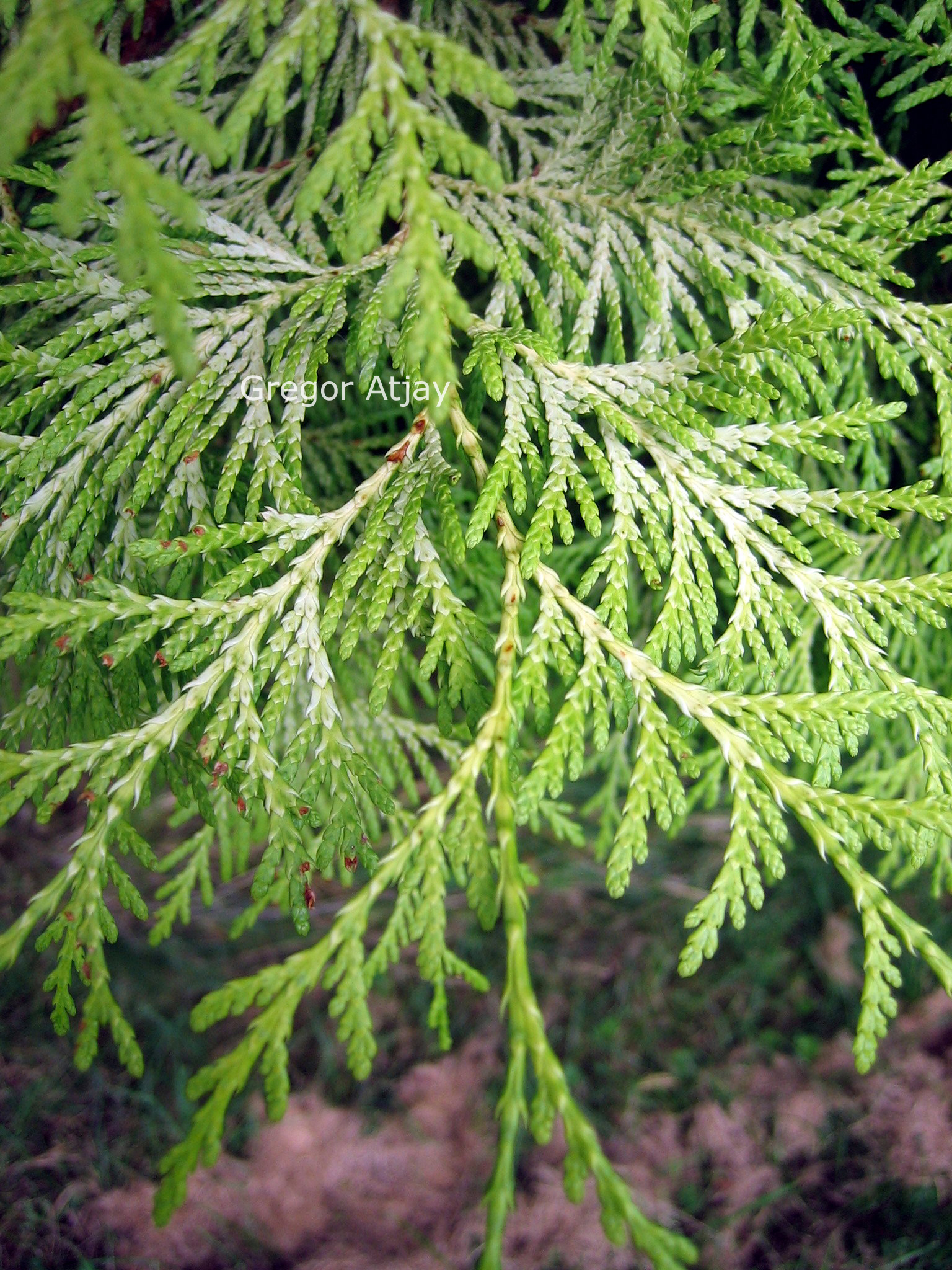Thuja plicata 'Gracilis Aurea'