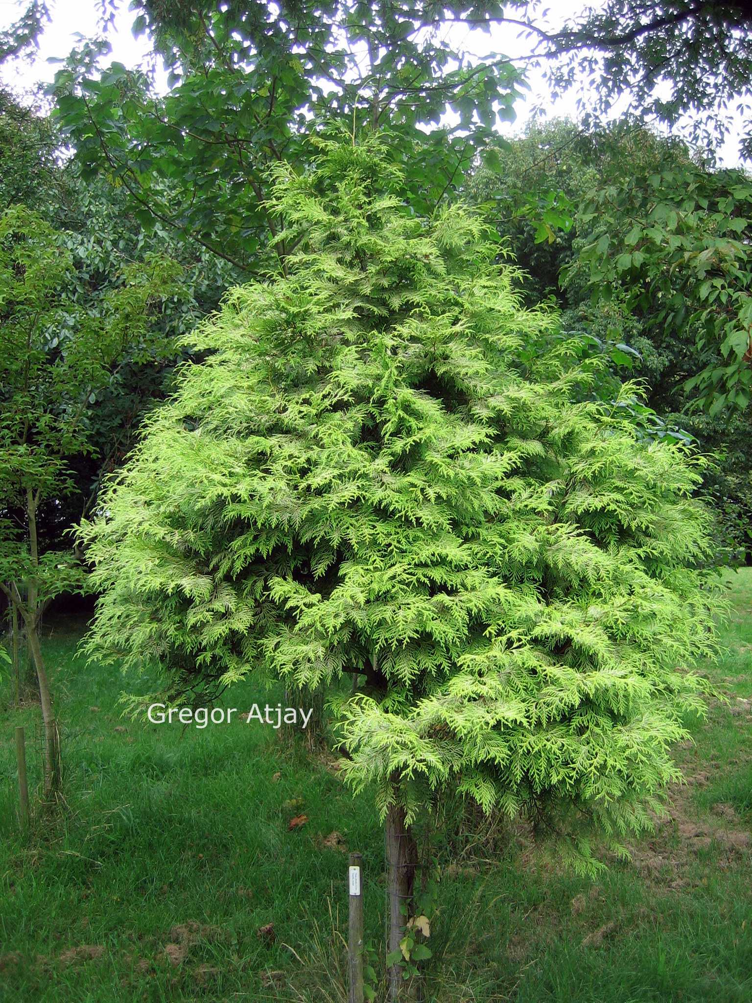 Thuja plicata 'Gracilis Aurea'