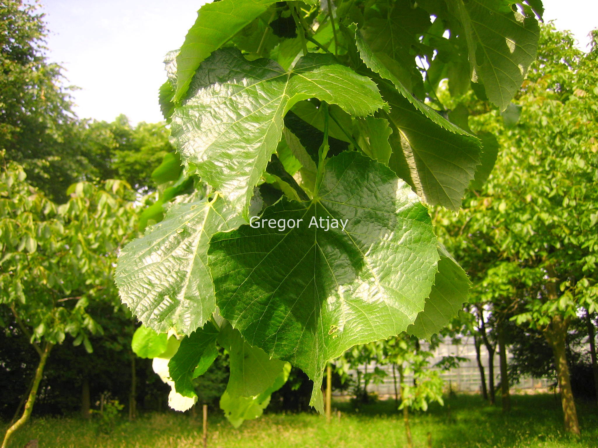 Tilia platyphyllos 'Rubra'
